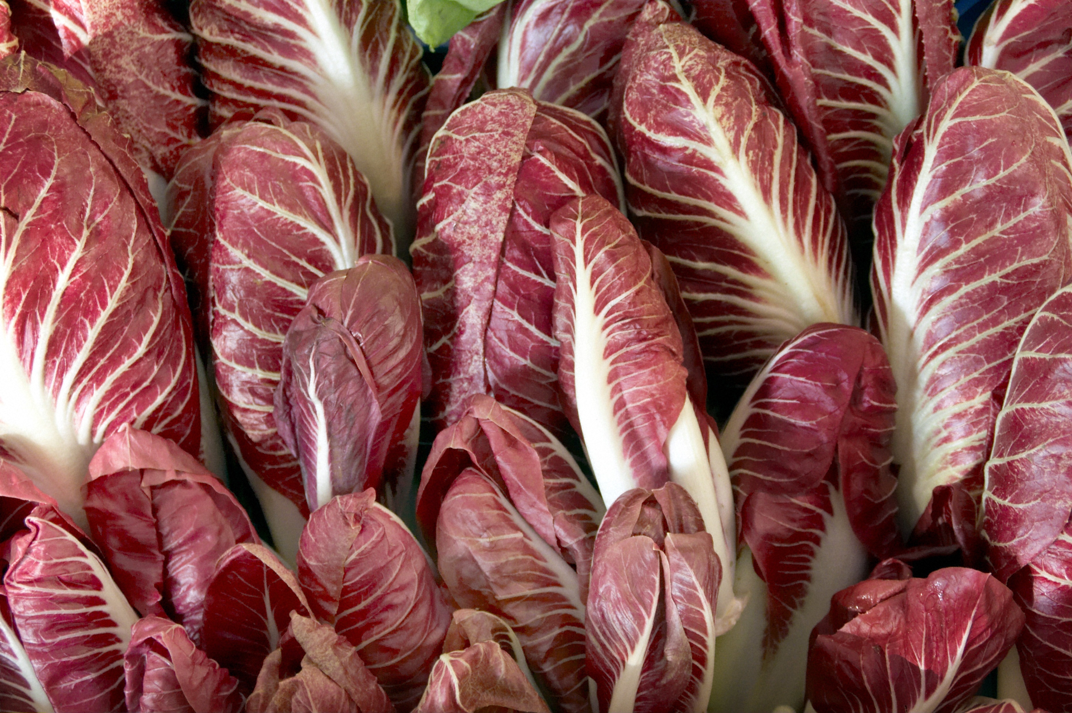 radicchio