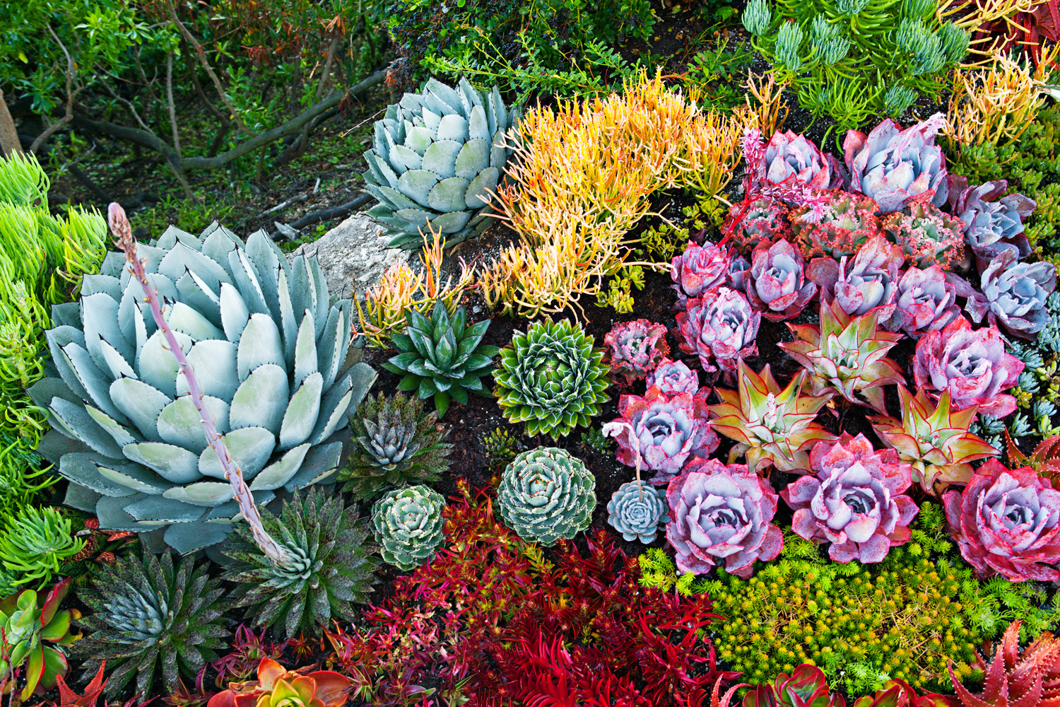 succulent-mania