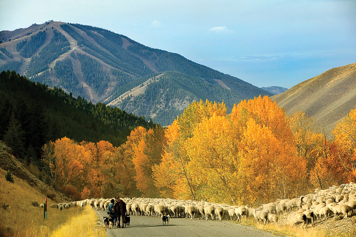 sun-valleys-golden-season