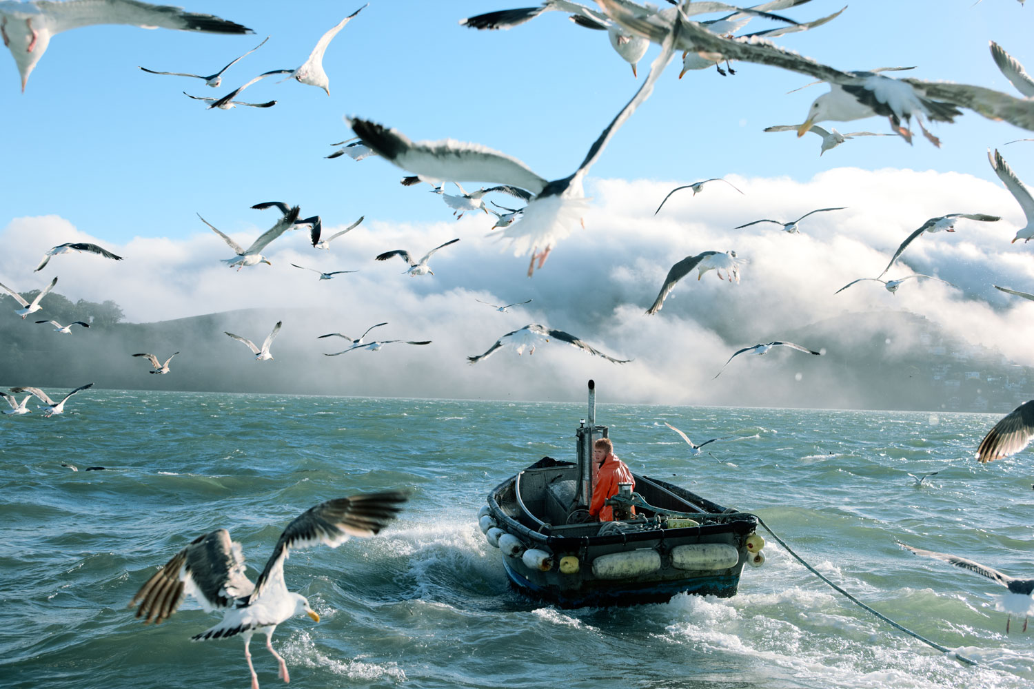 anchovy-fishing-off-the-california-coast