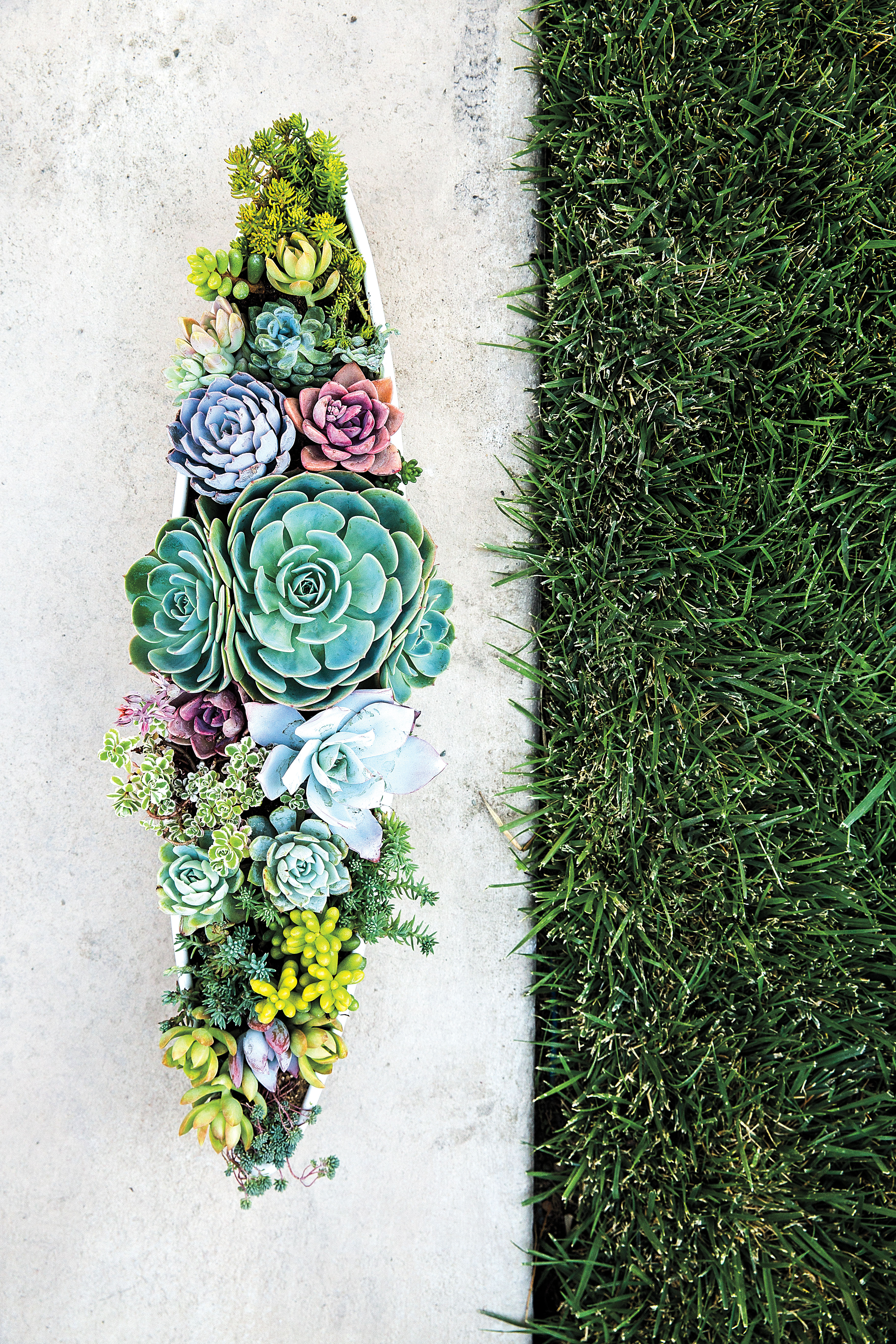 succulent-boat