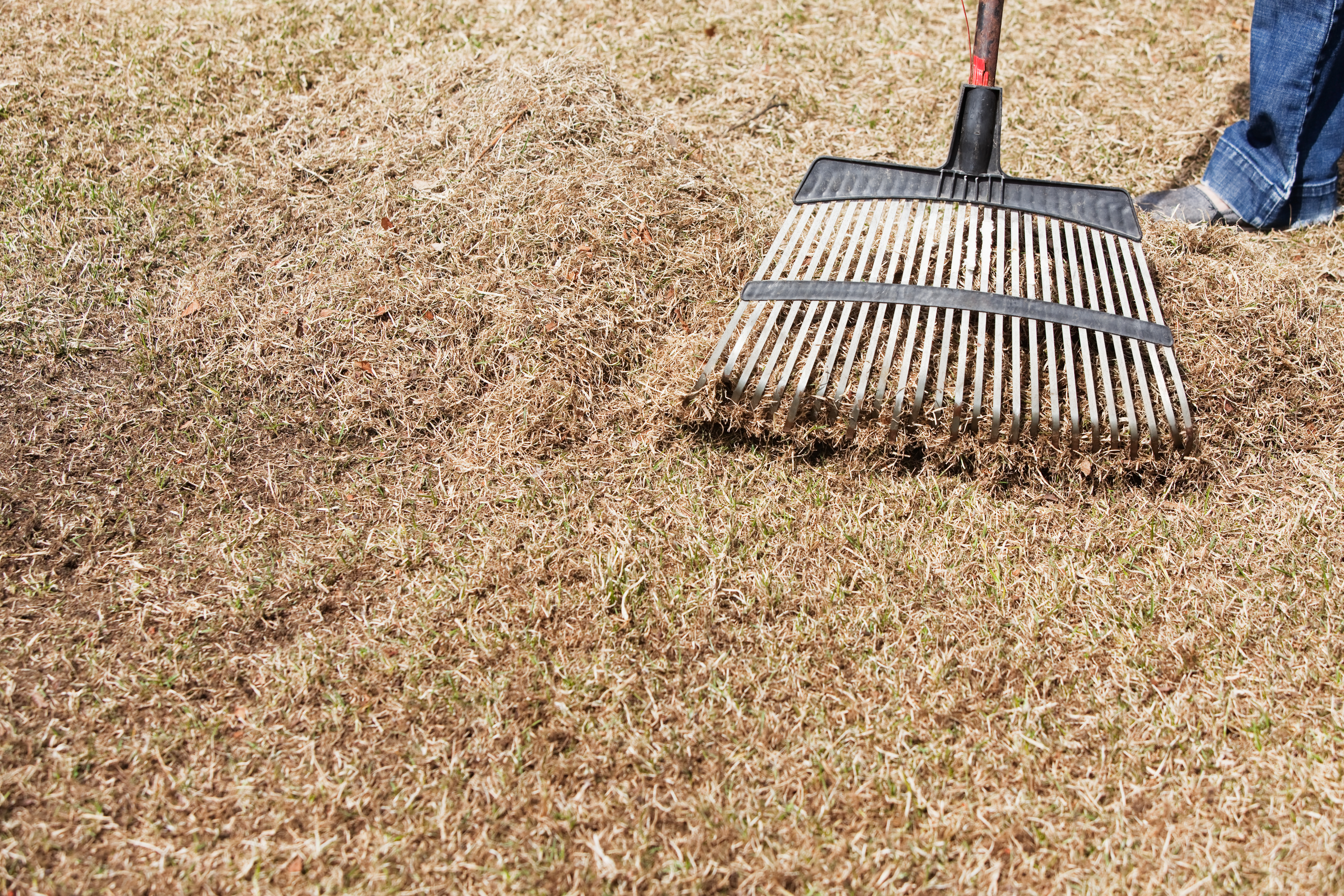 Dethatching and Aerating Your Lawn