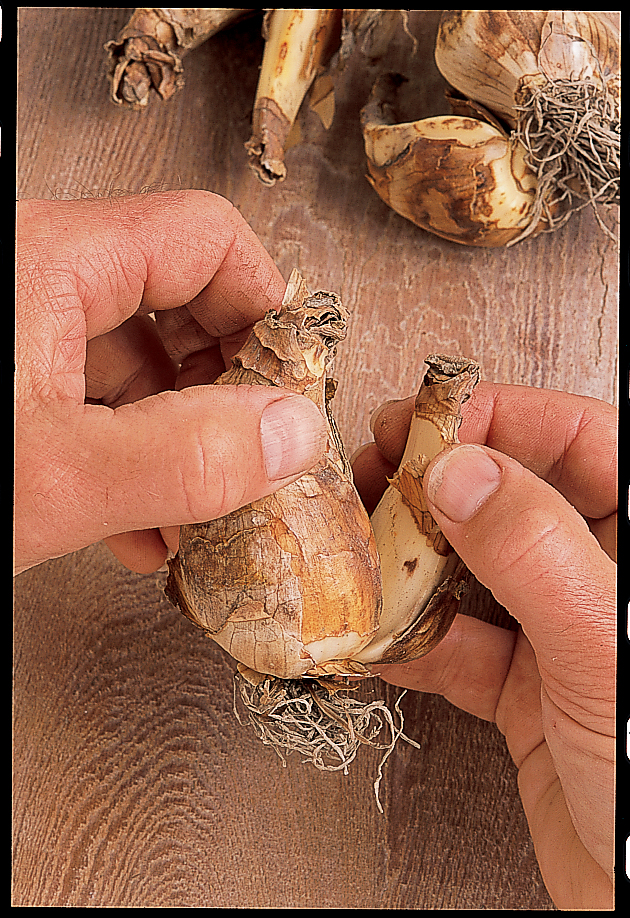 How to Divide Bulbs Sunset Magazine