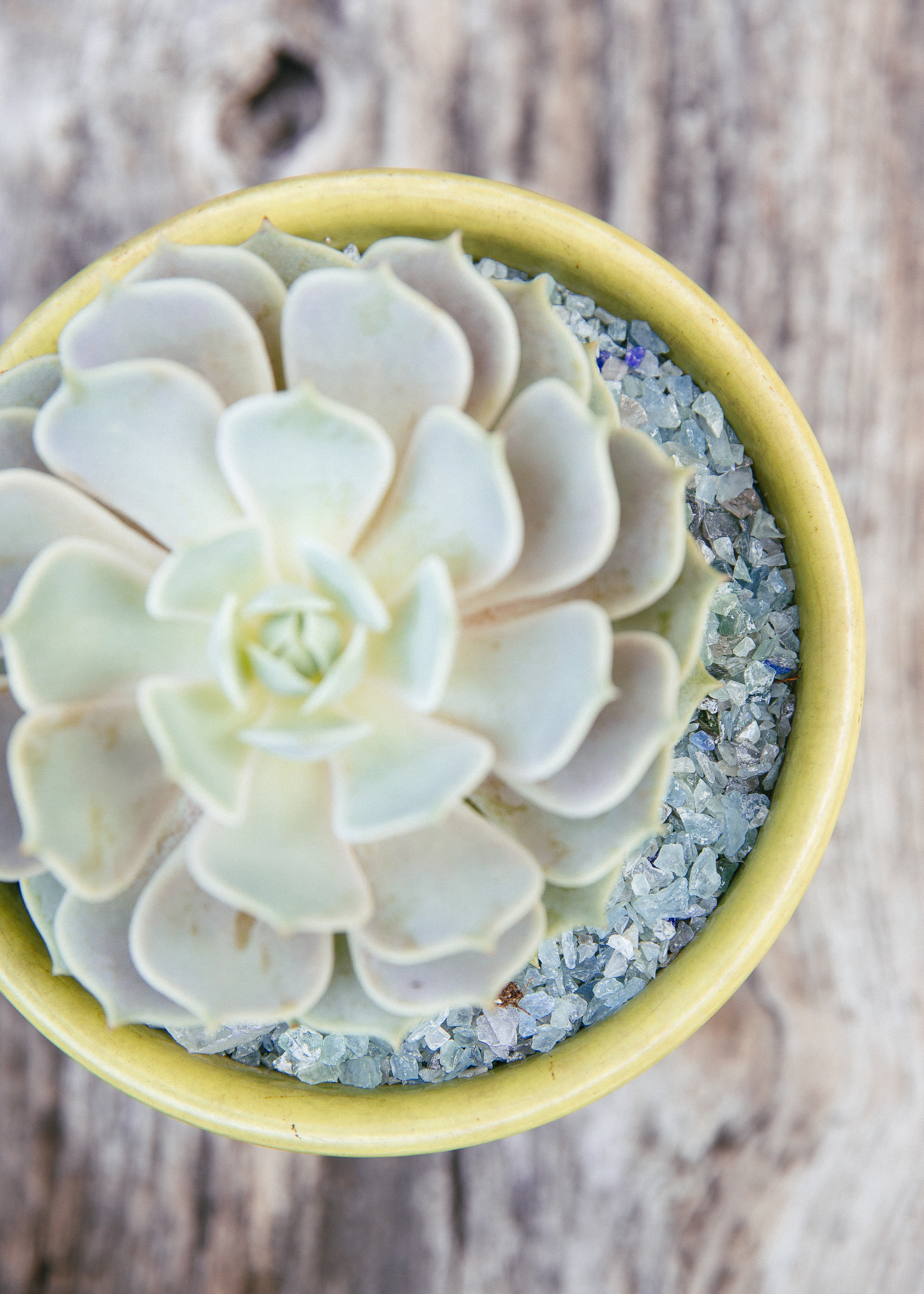 succulent-potting