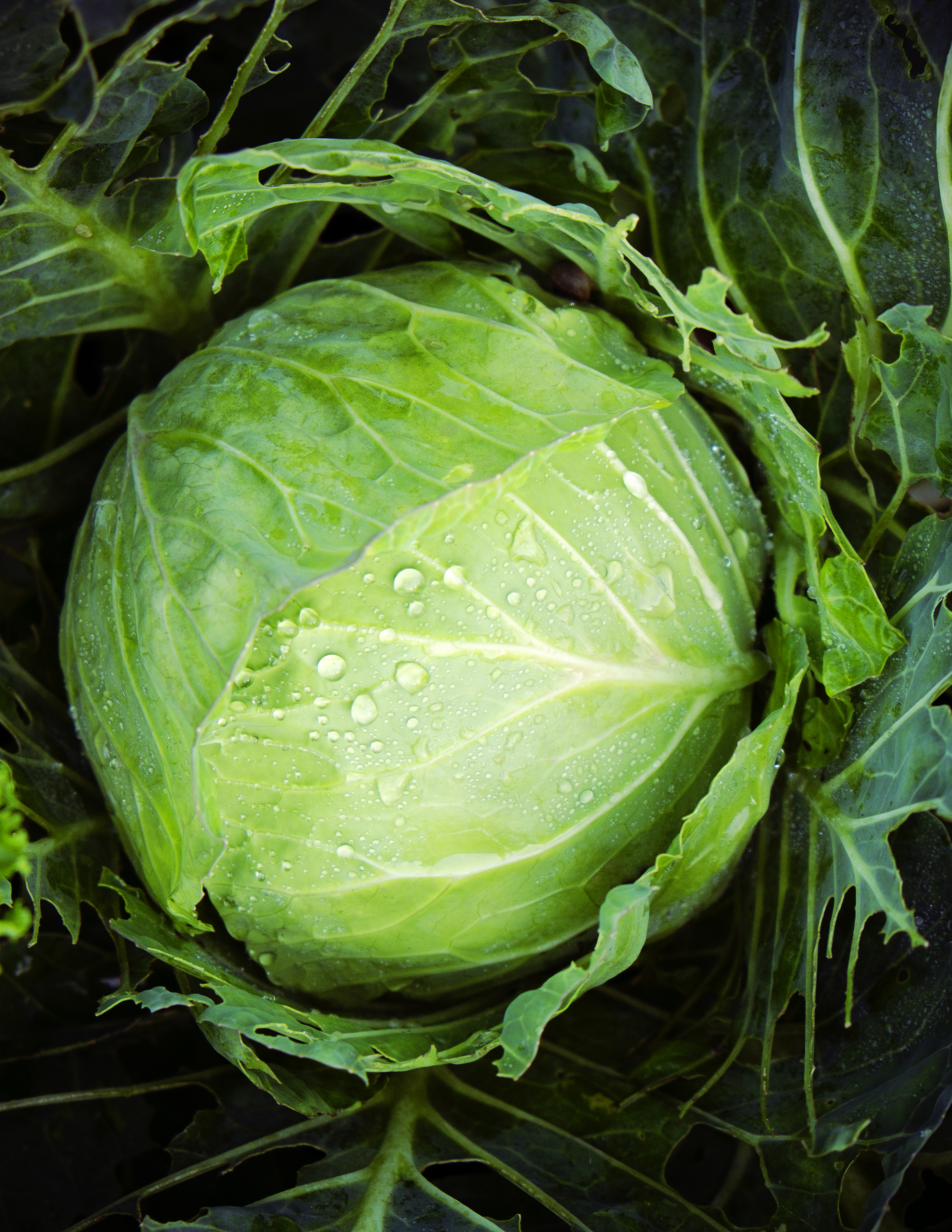 veggie-gardens-to-fall-for