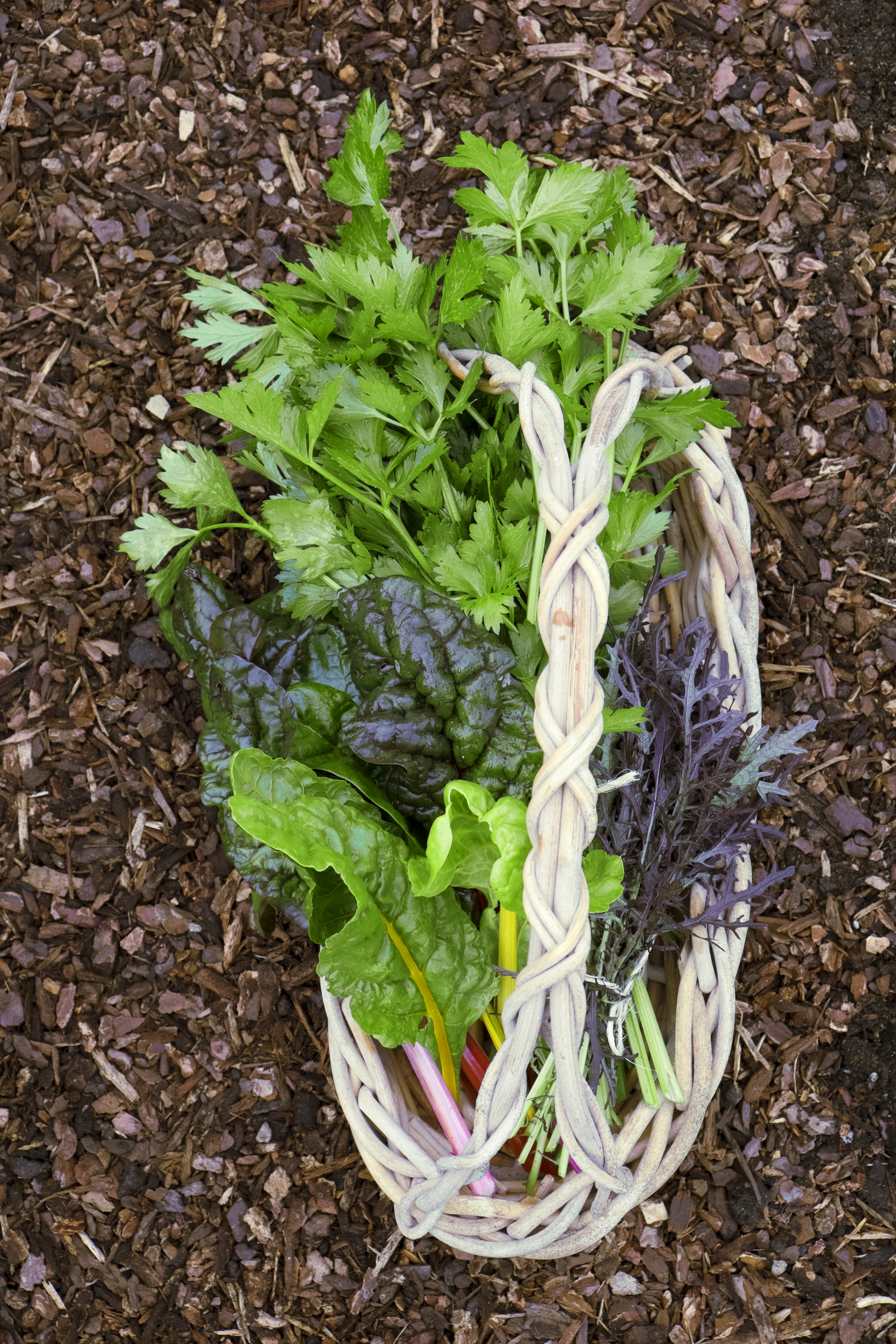 Harvesting and storing home garden vegetables