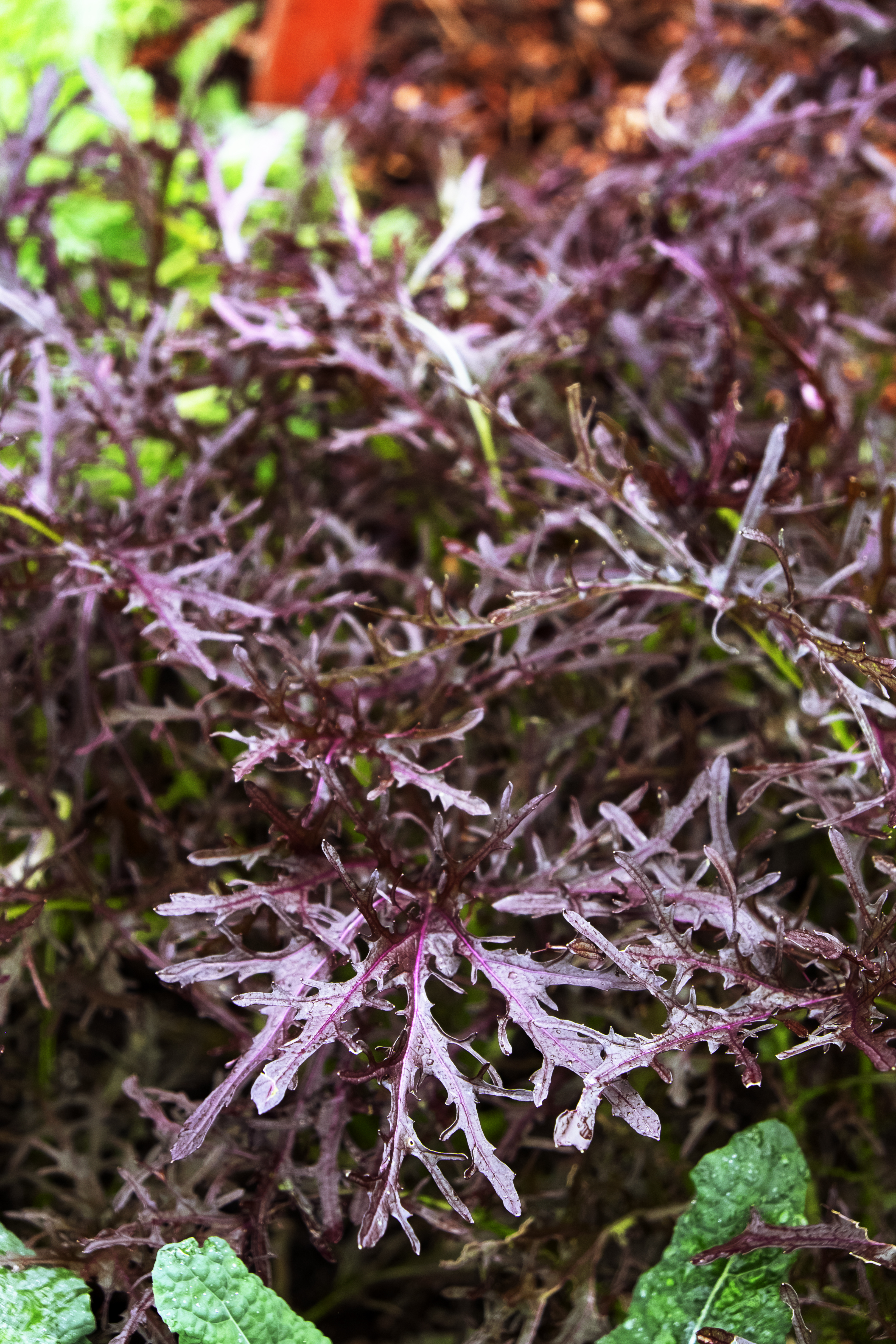 ruby-streaks-mustard