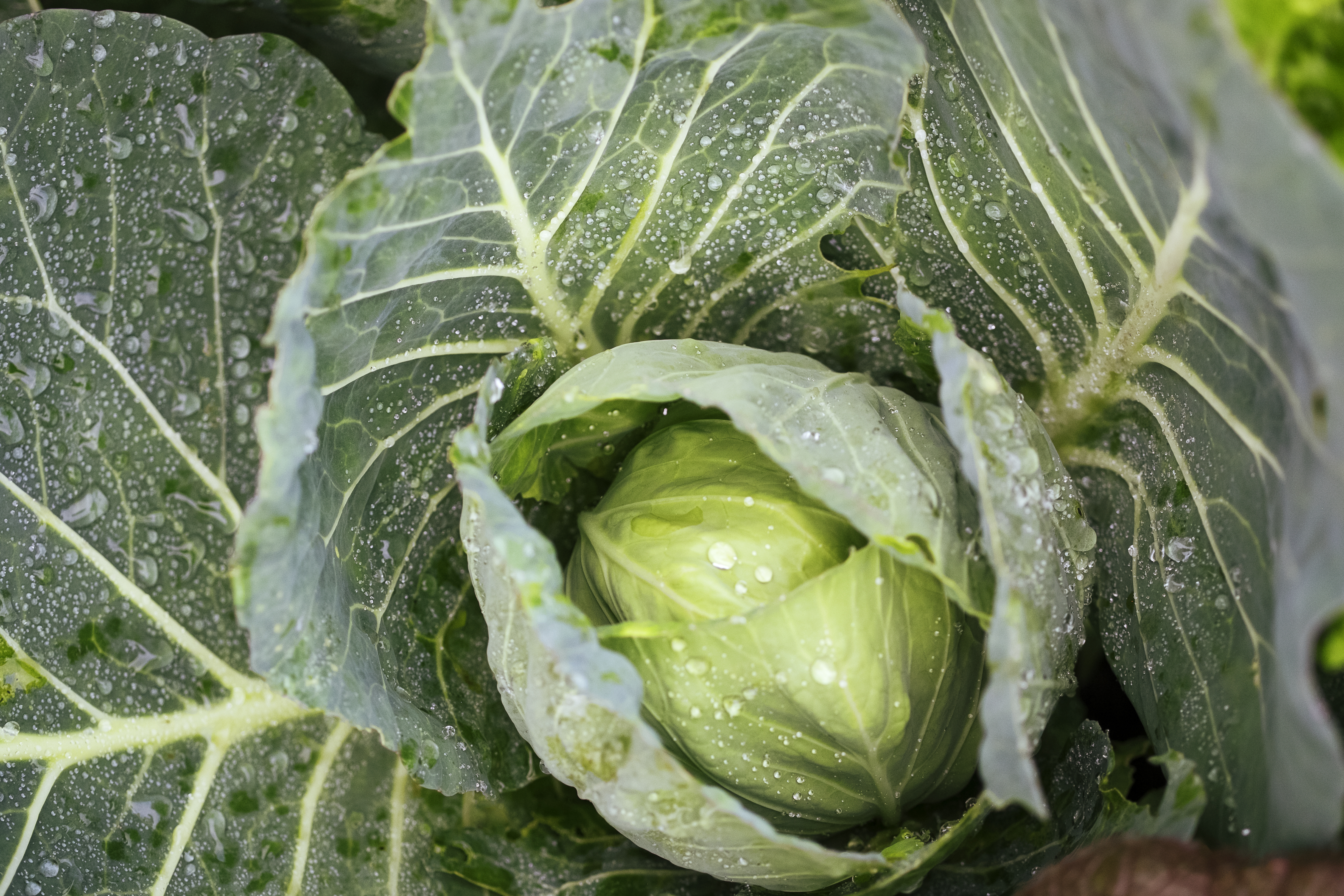 napa-cabbage