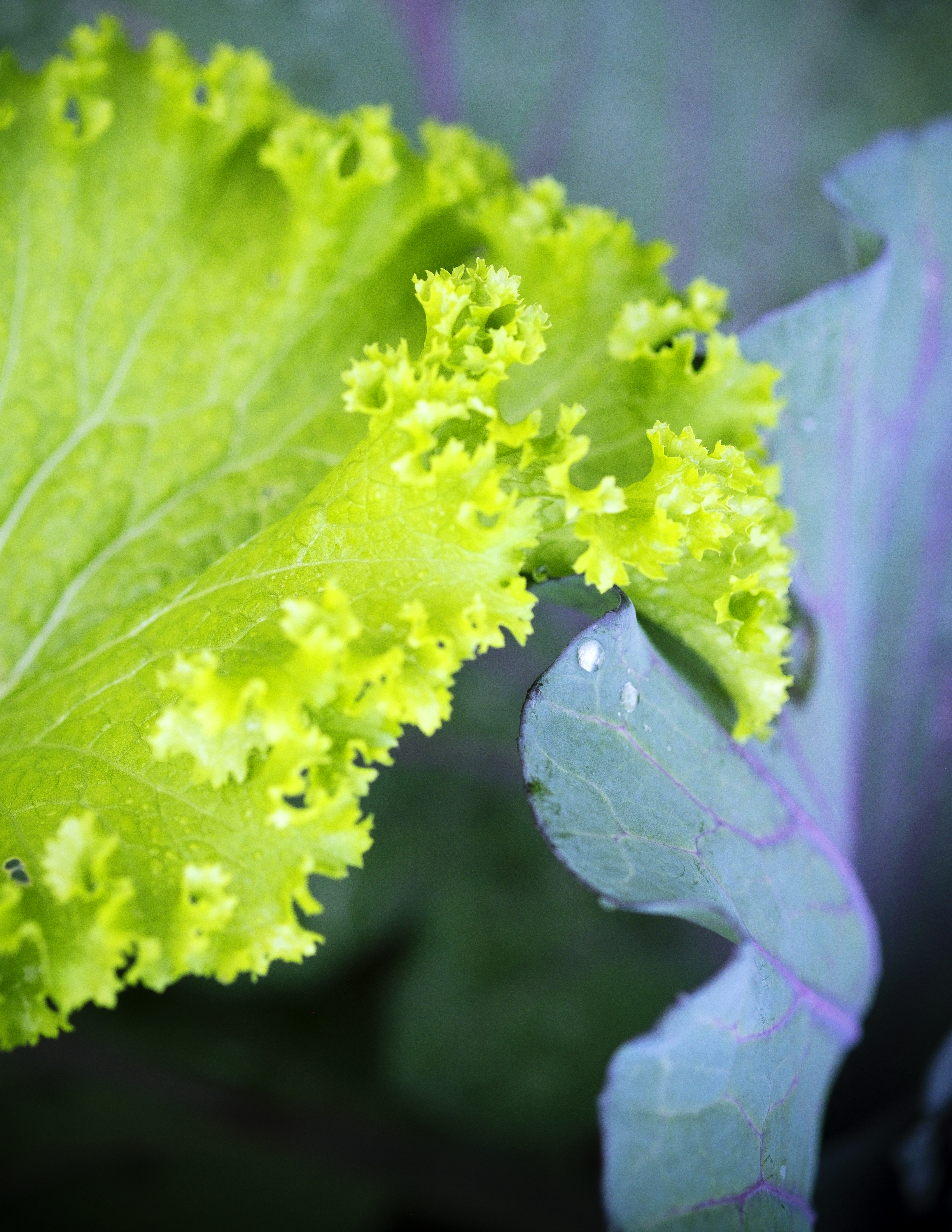 design-tip-plant-for-contrast