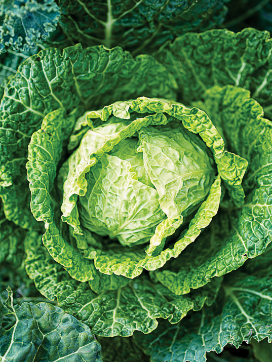 savoy-cabbage