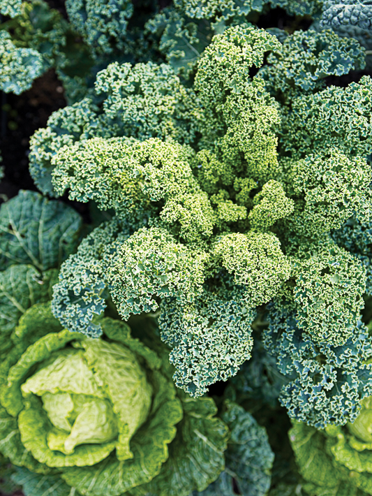 curly-leafed-kale