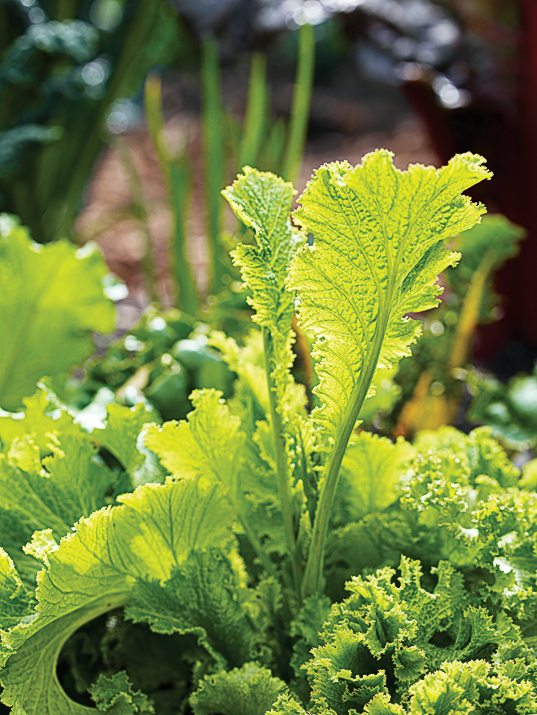 southern-giant-mustard