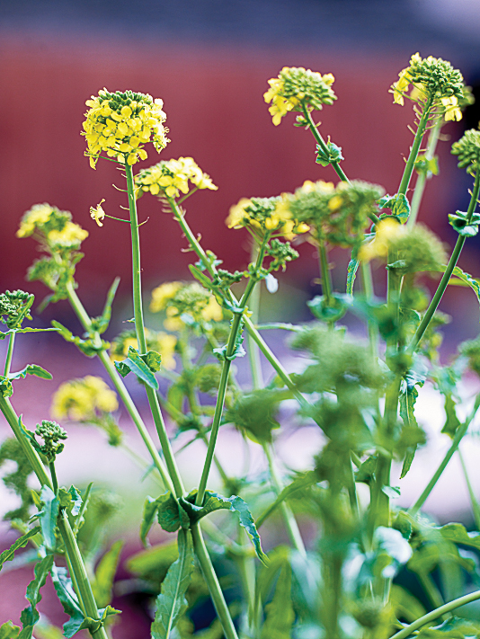 broccoli-raab-rapini