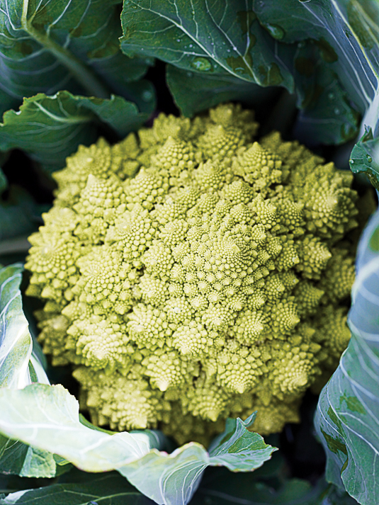 romanesco-broccoli