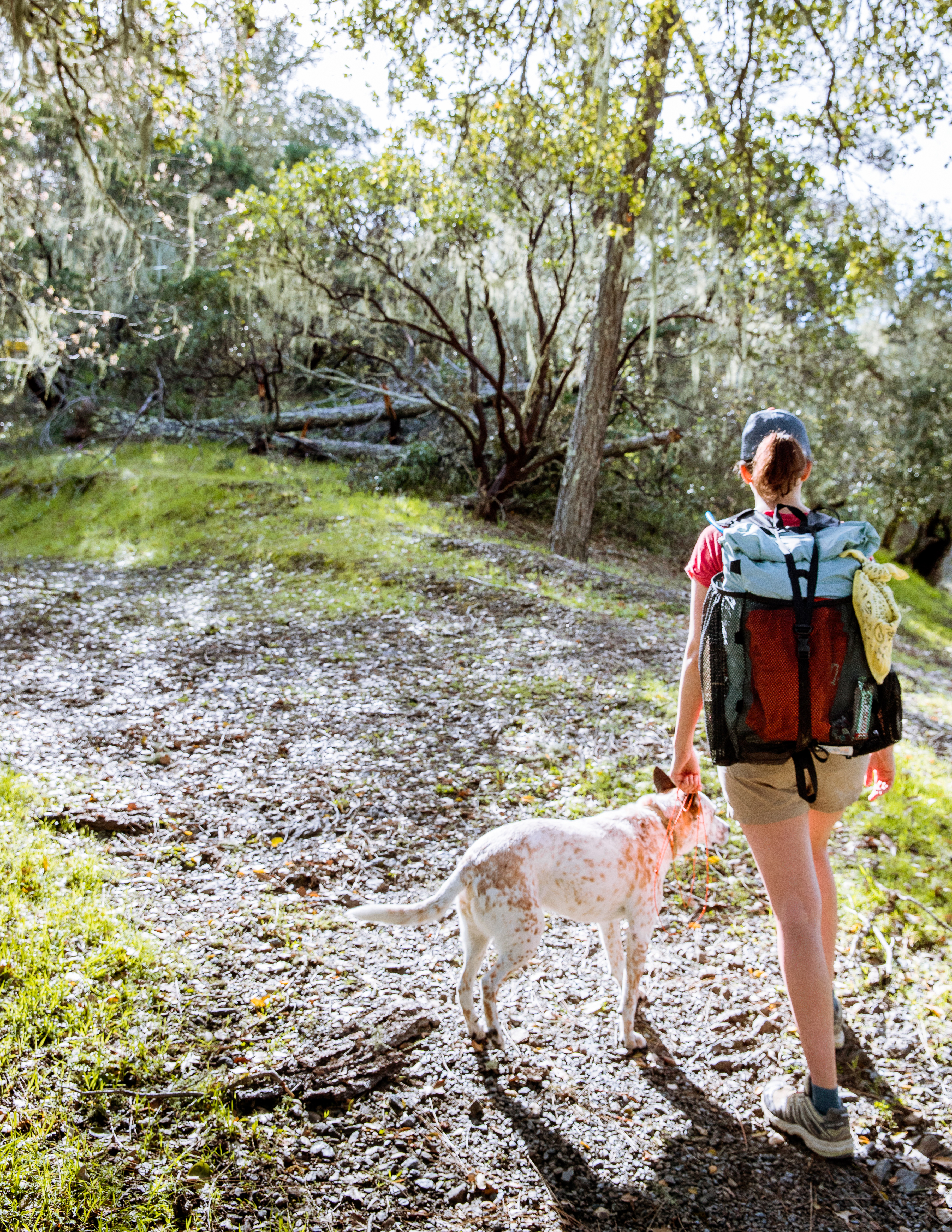 How to Go Camping with Dogs
