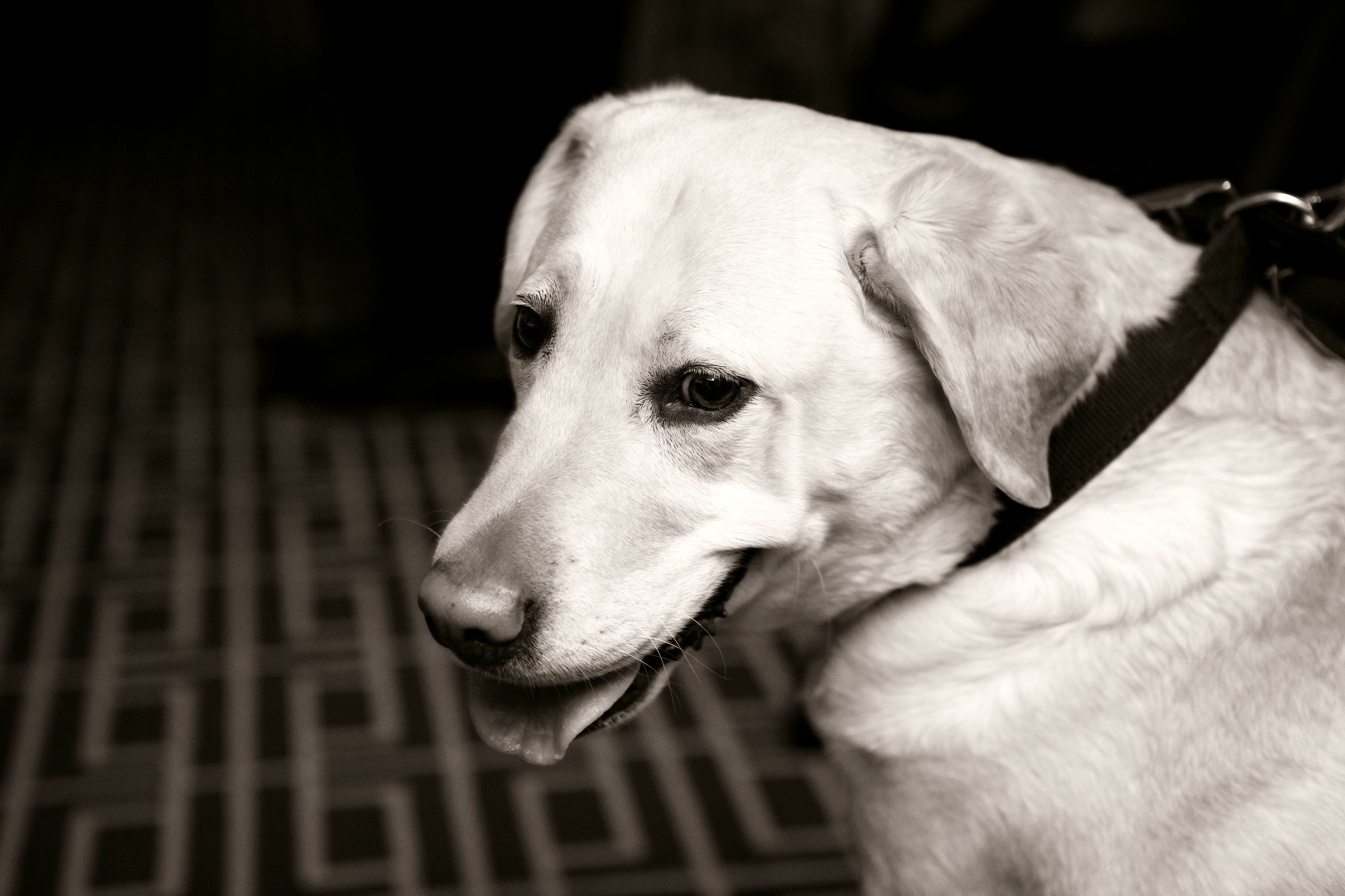 hotel-monaco-denver-denver-co