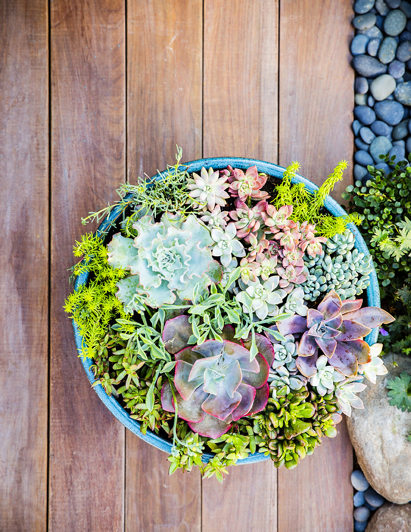 38 Ideas for Succulents in Containers