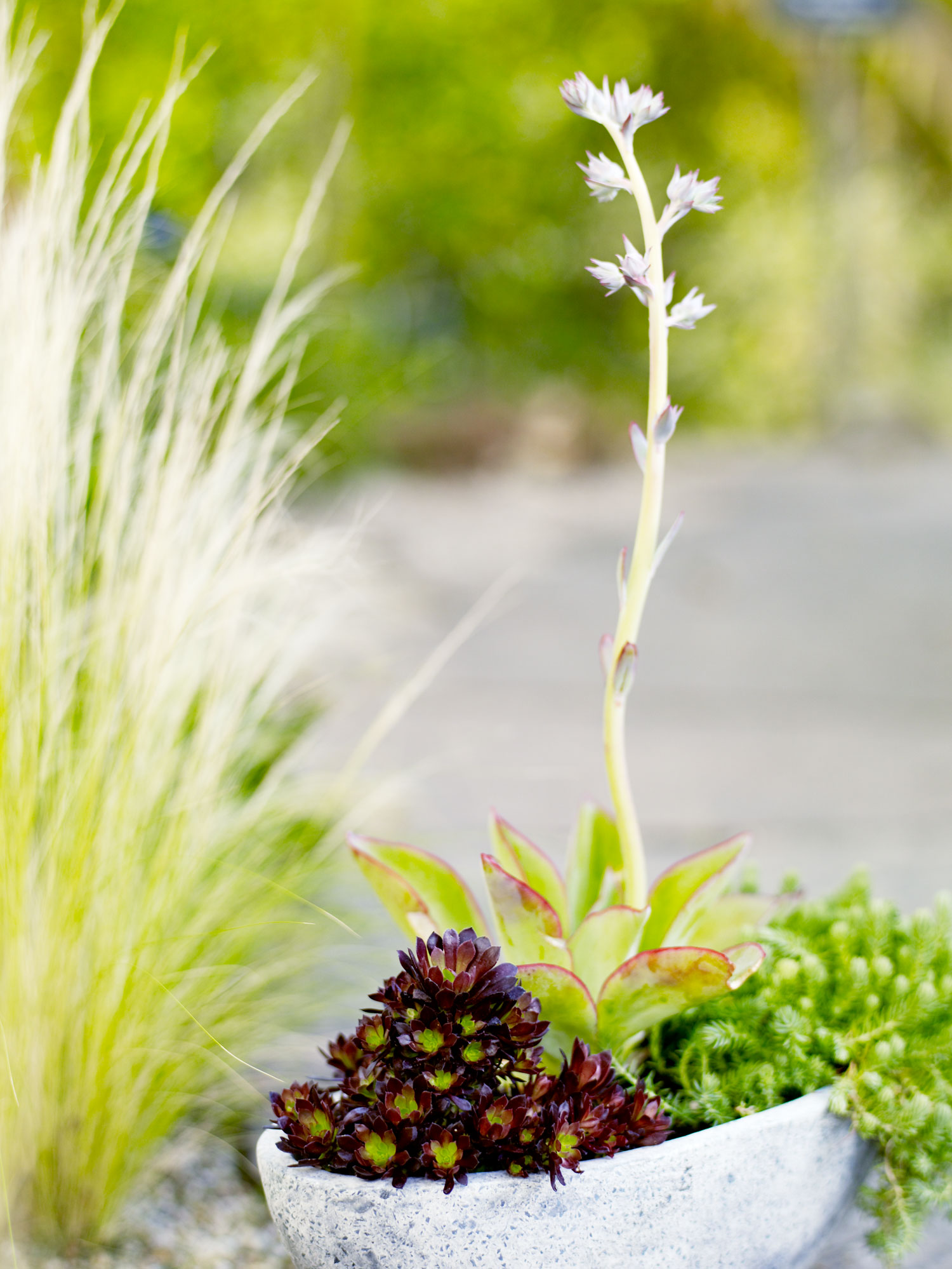 mini-garden-in-a-pot-3-easy-pieces