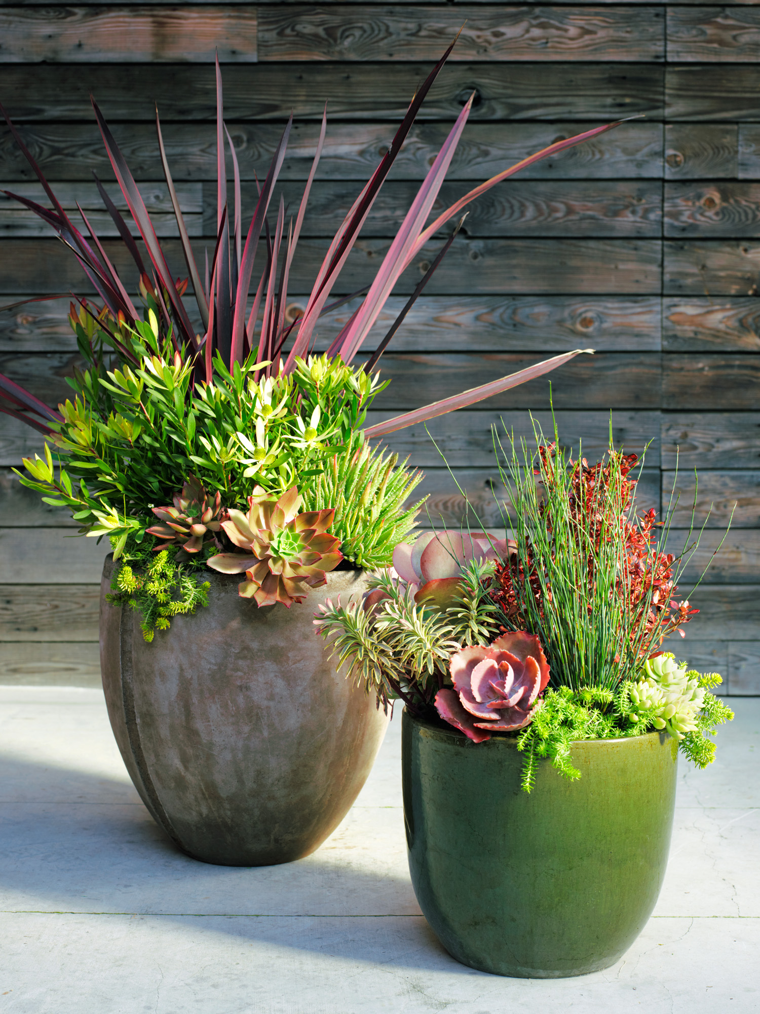 succulent-mini-landscape