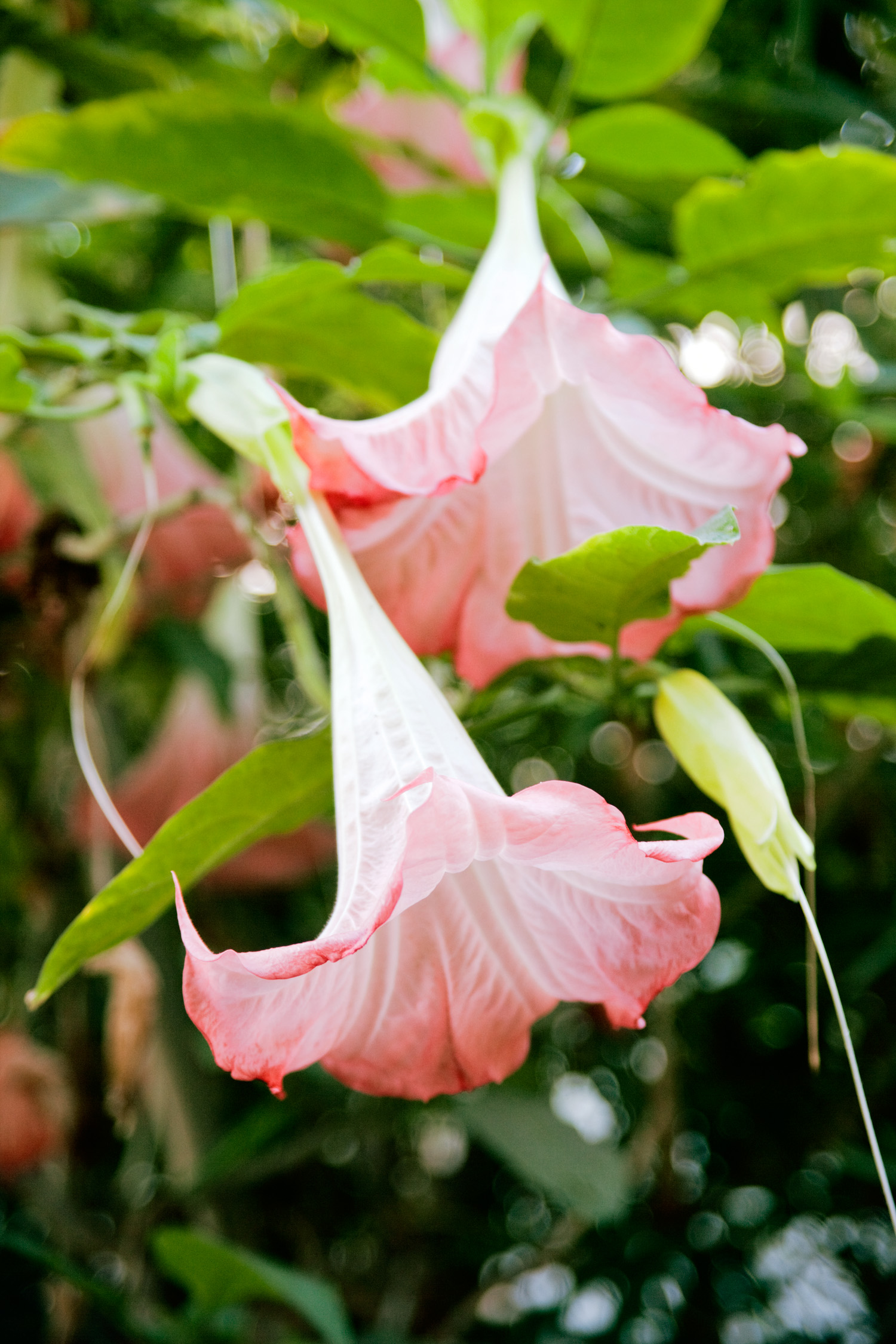 planting-inner-sanctum-gems