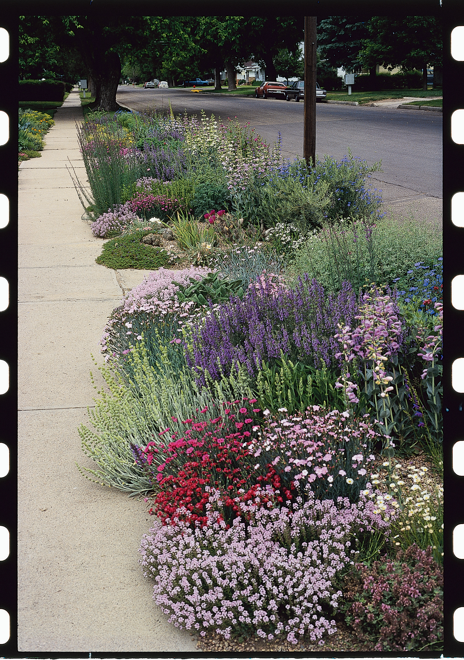 Gardening in the Parkway Strip