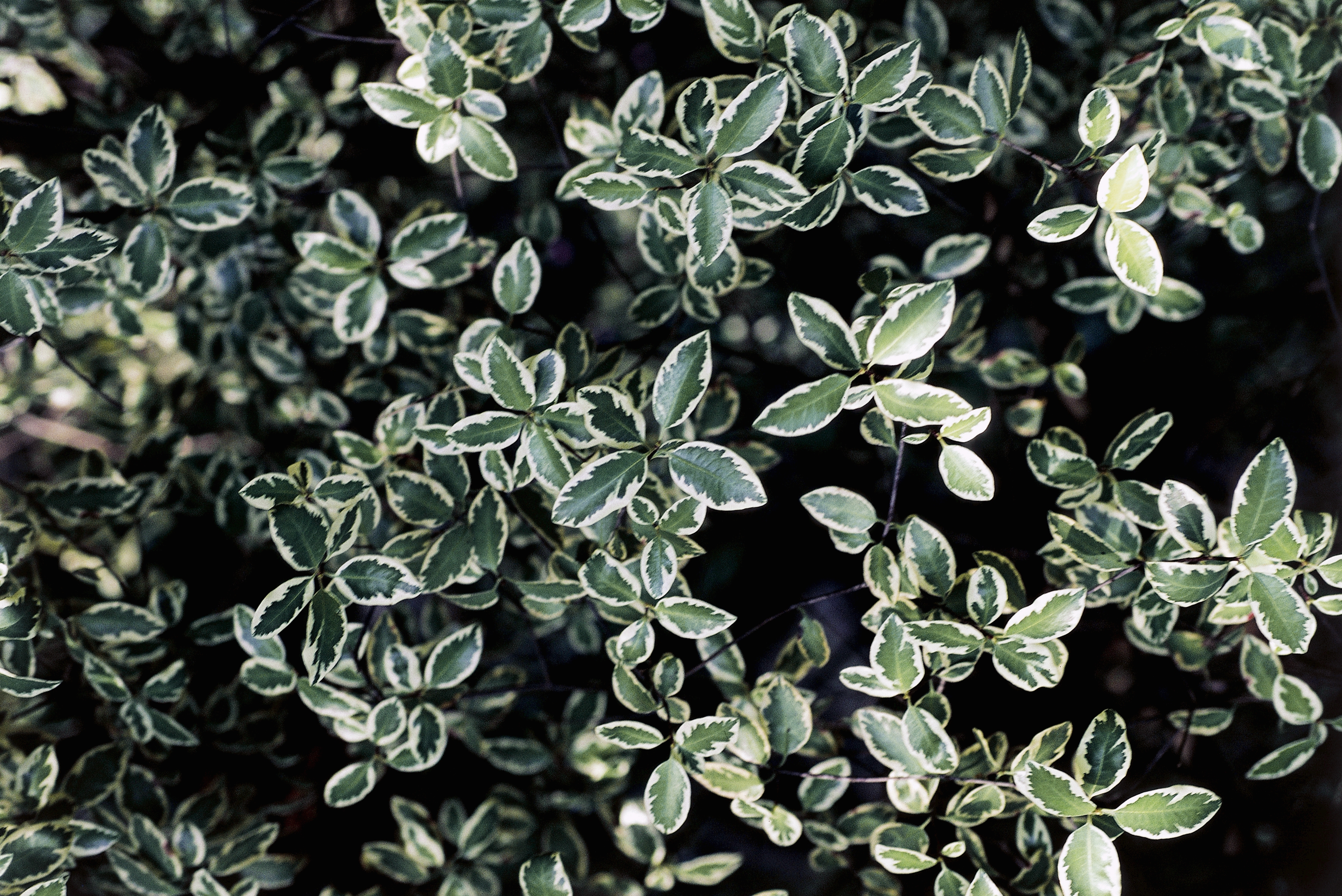 pittosporum