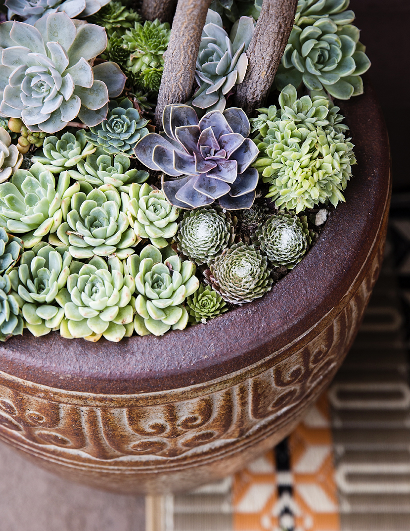 under-plant-with-succulents