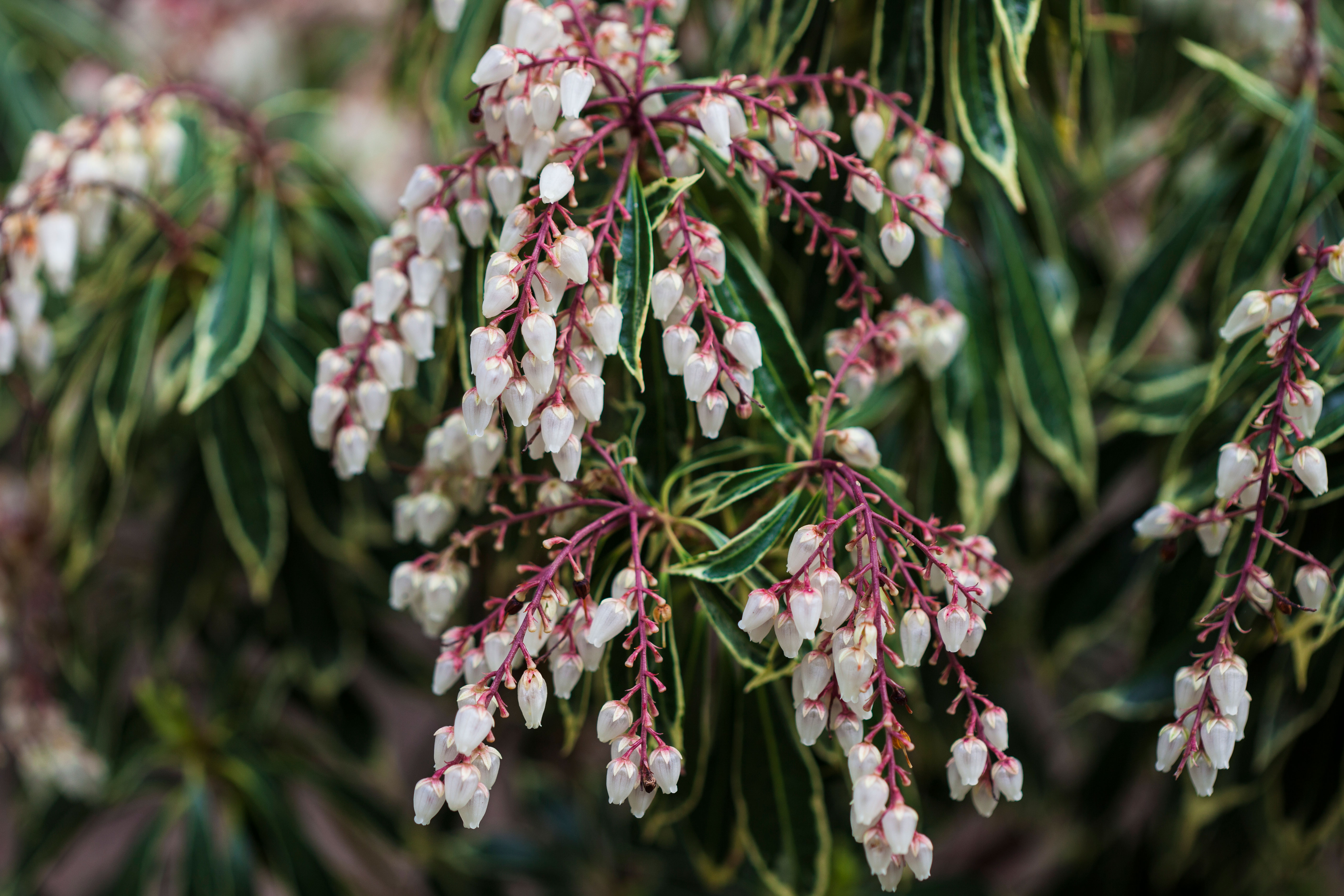 Pieris, lily-of-the-valley shrub (<em>Pieris japonica</em>)