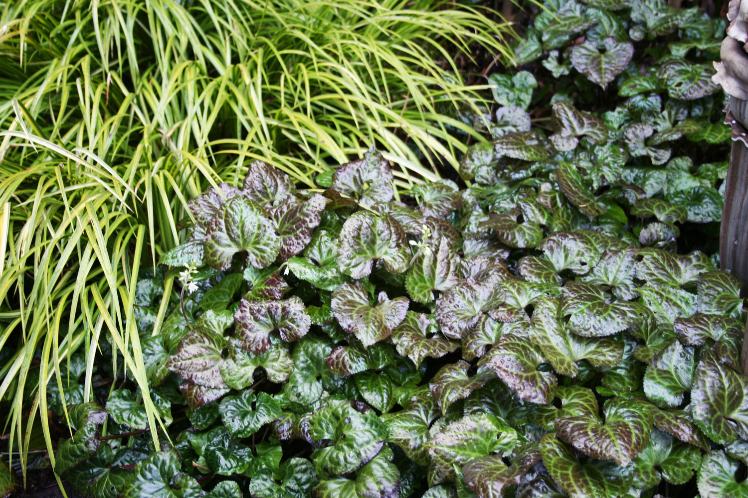 dans-favorite-finds-beesia-deltophylia