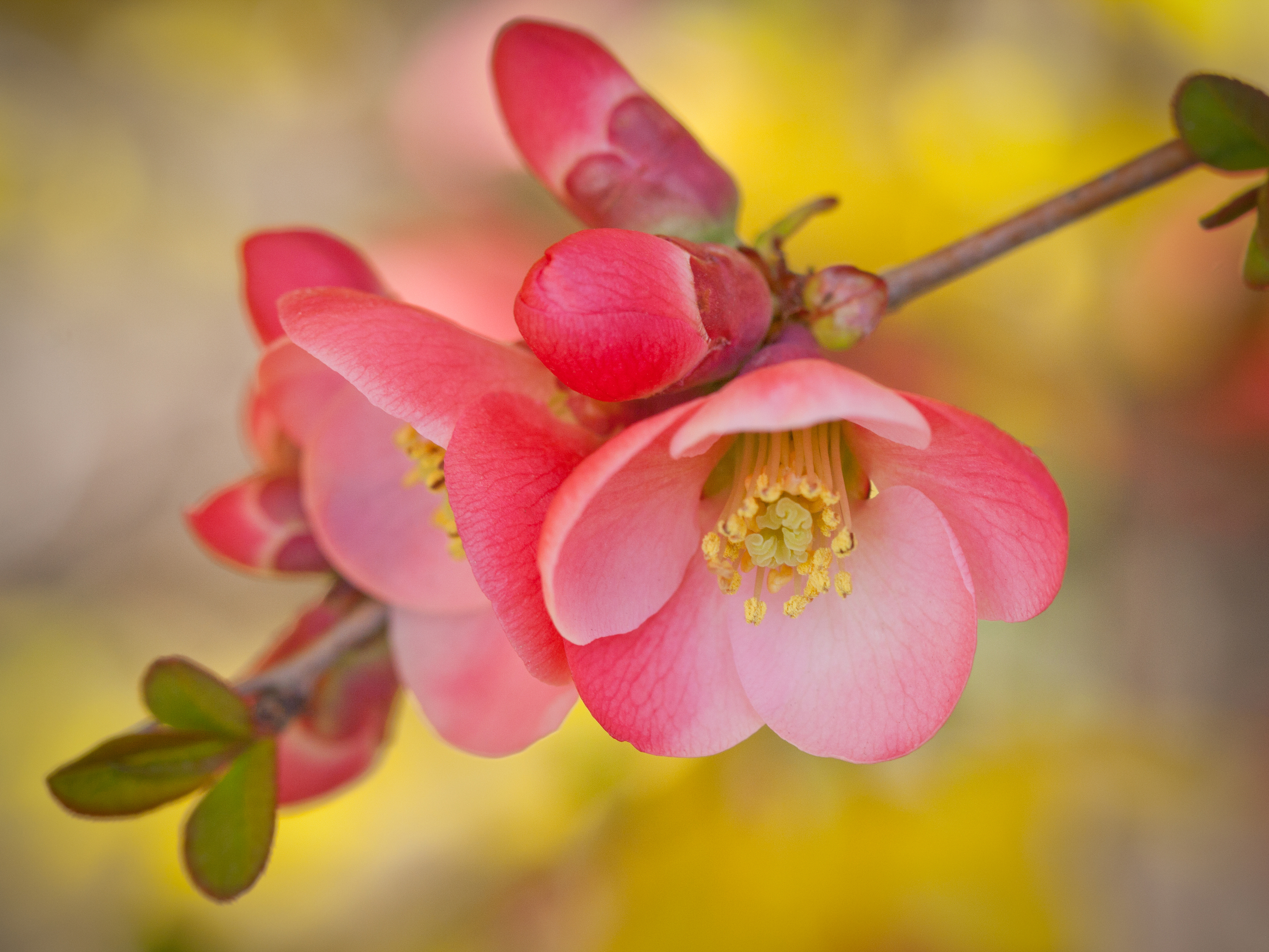 flowering-quince