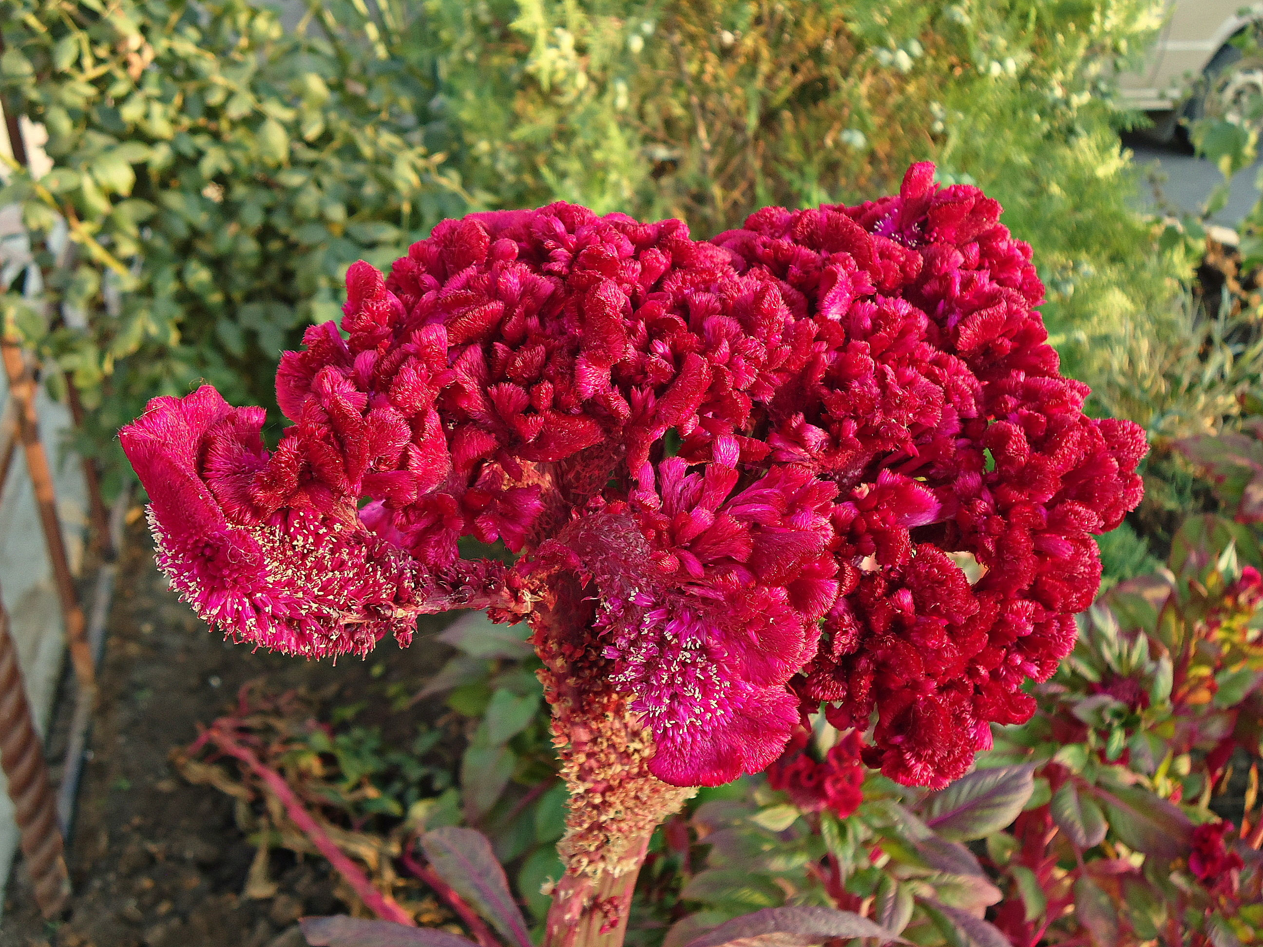 celosia-celosia-cristata