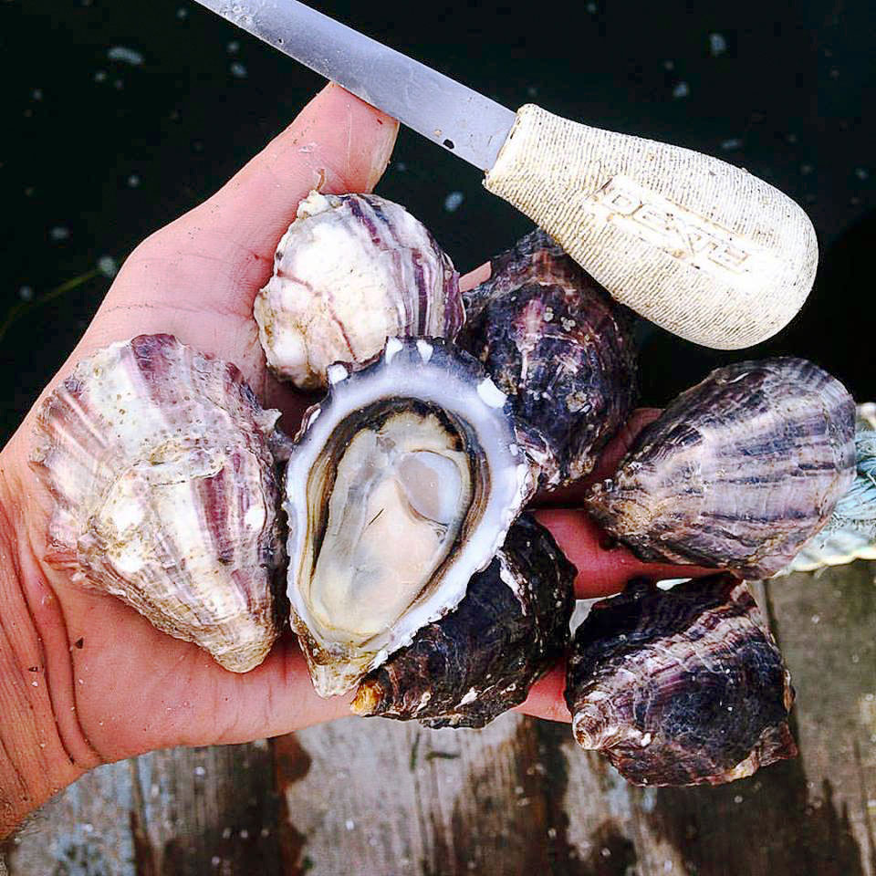 a-weekend-of-shucking-in-washington-day-2
