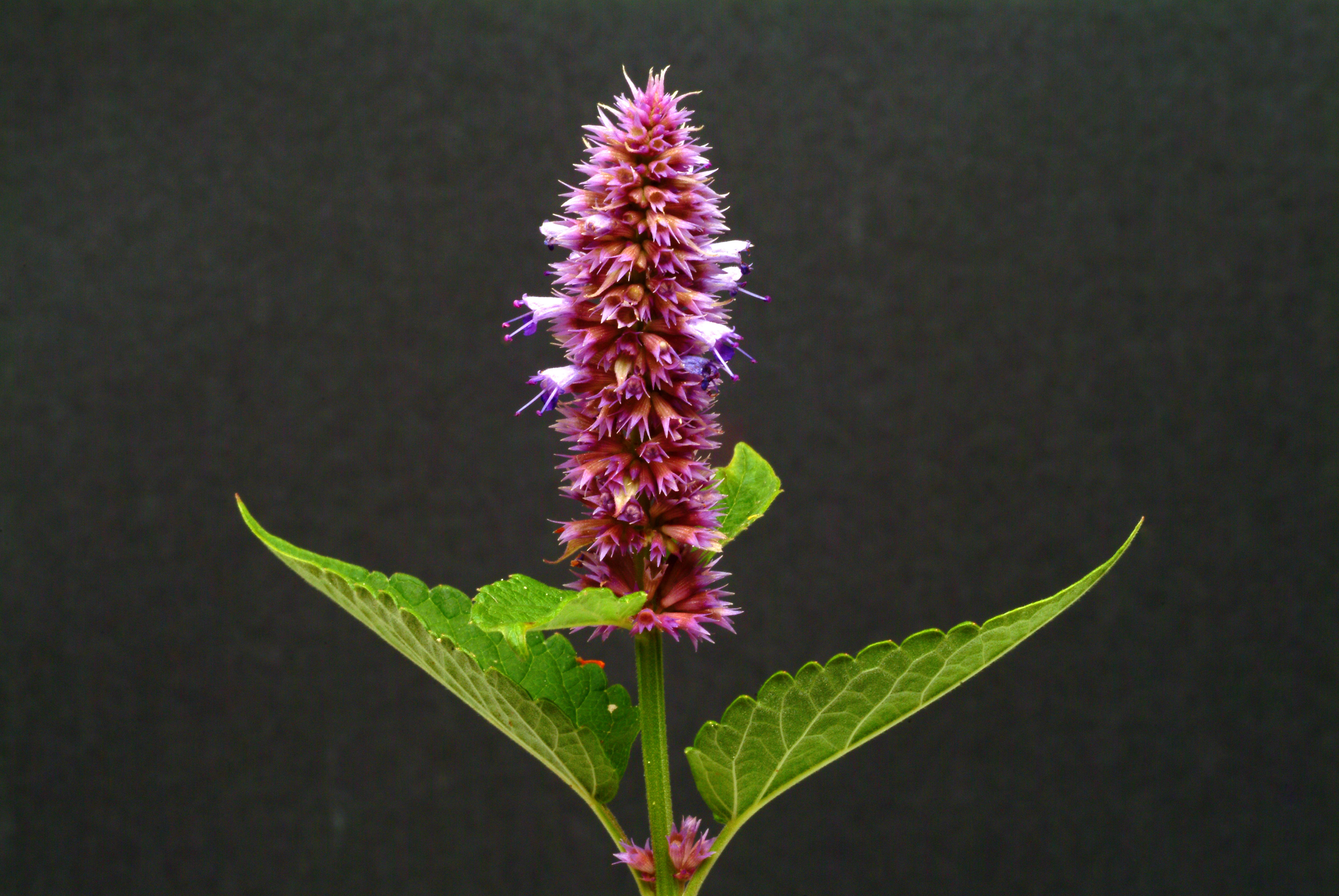 10 Easy-Care Plants for Your Fall Garden