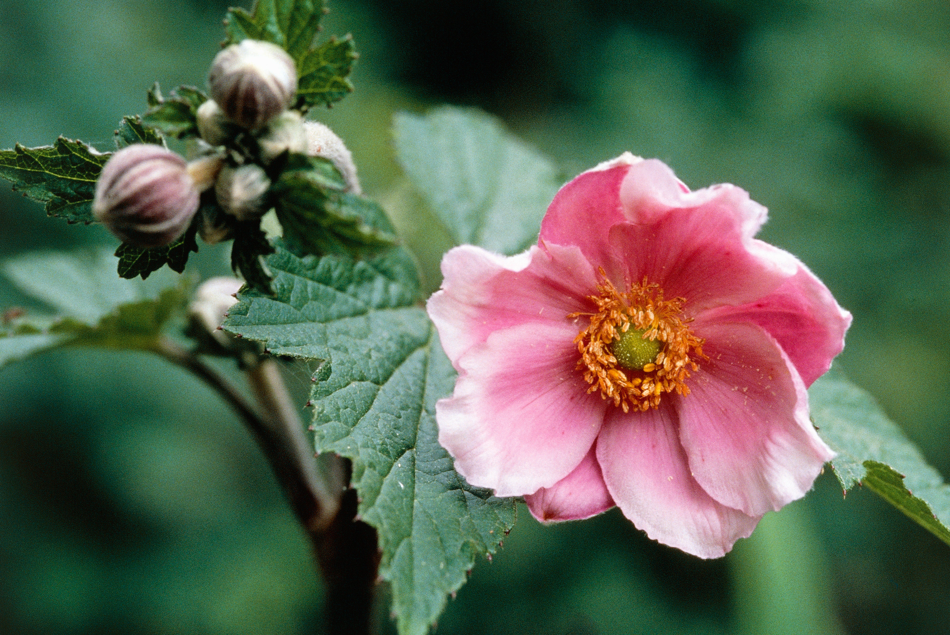 Japanese anemone (<i>Anemone hybrida</i>)