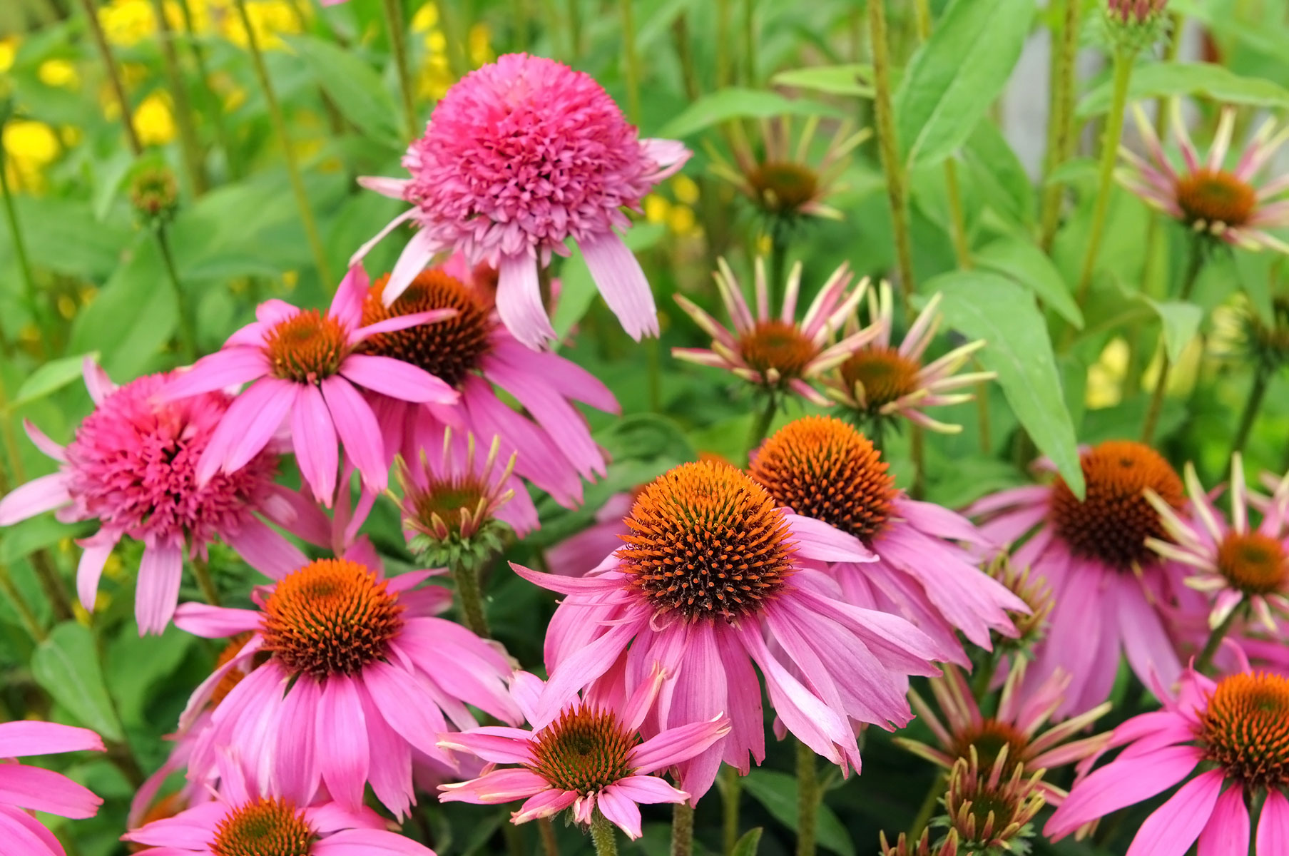 echinacea-echinacea-purpurea