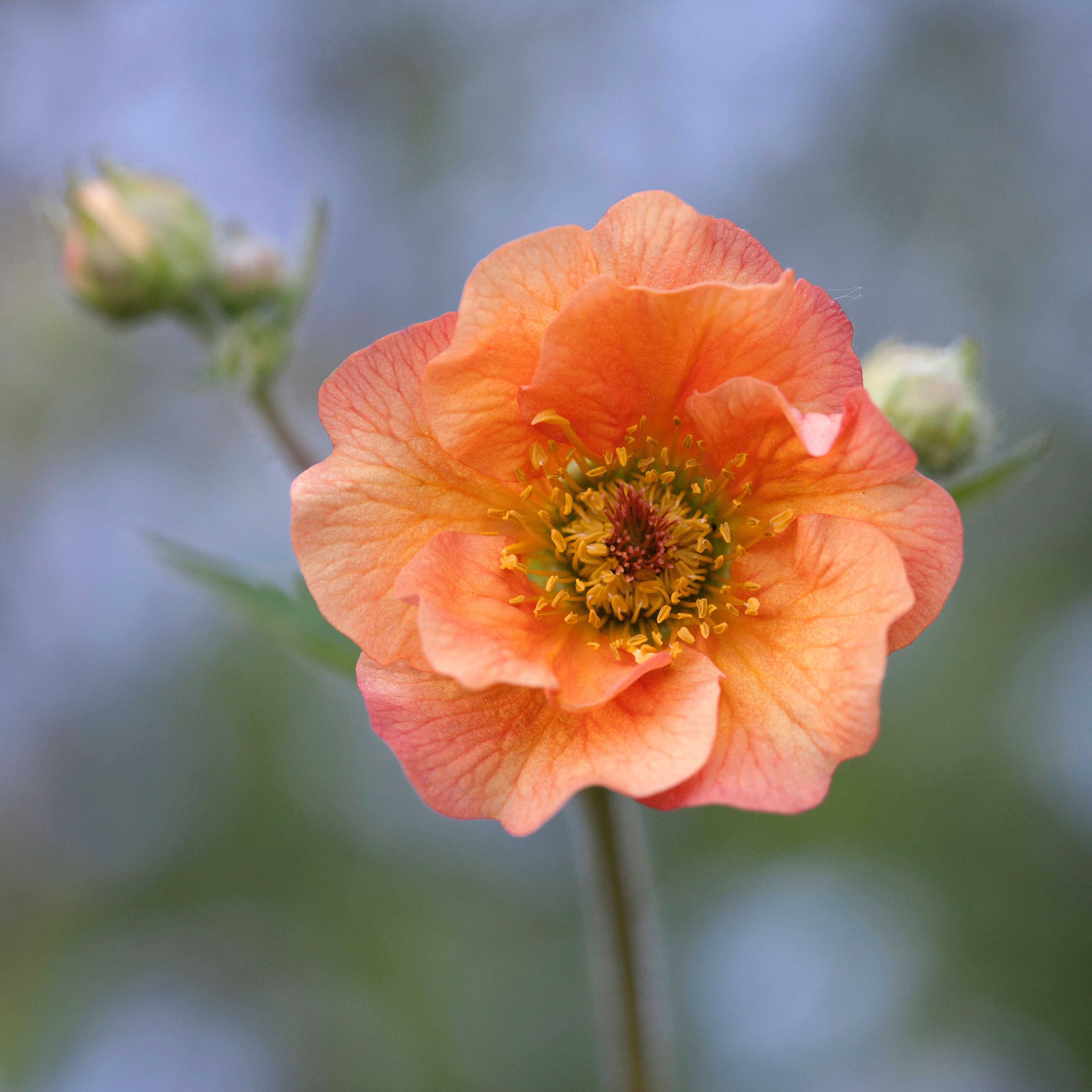 geum-geum-coccineum