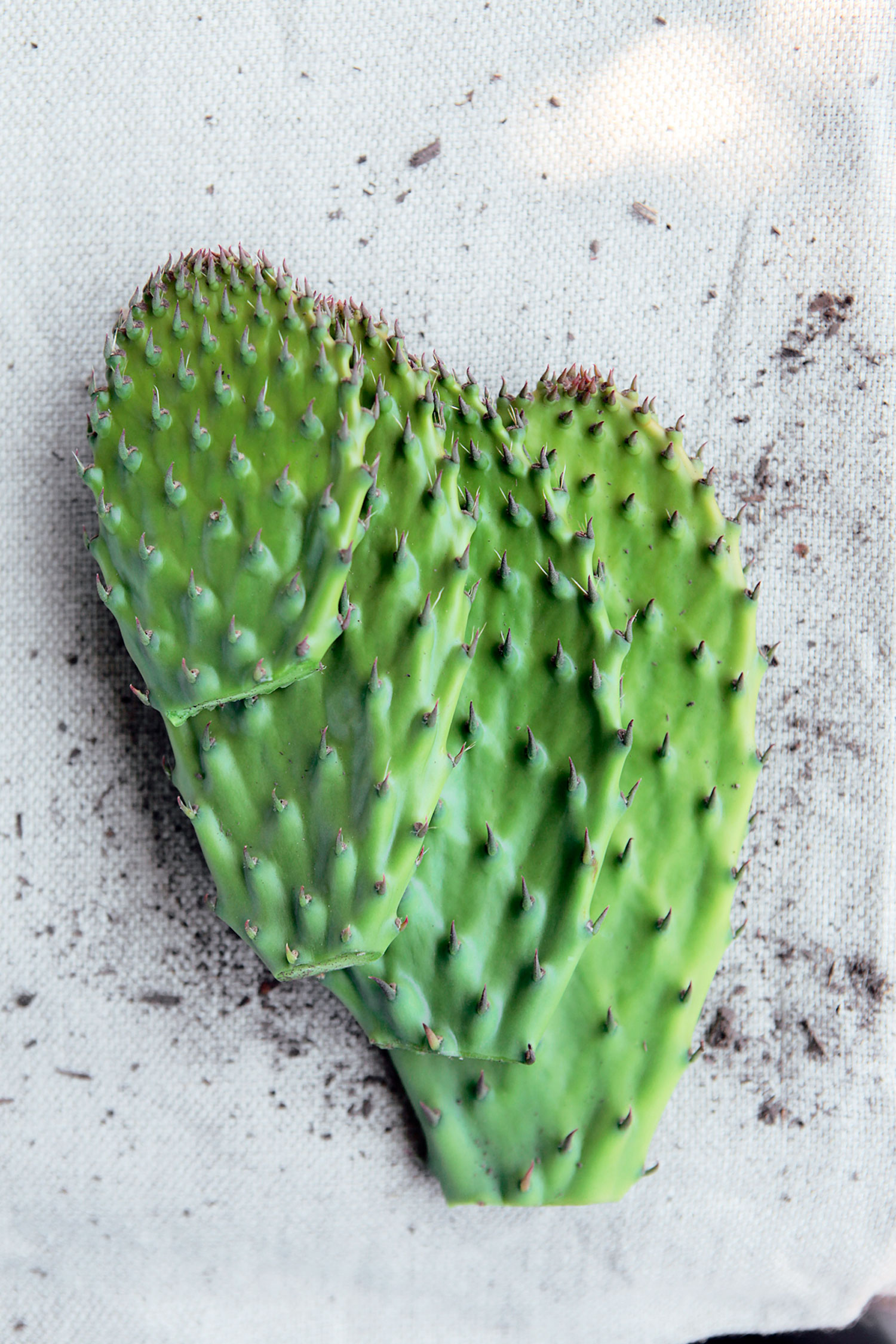 nopal