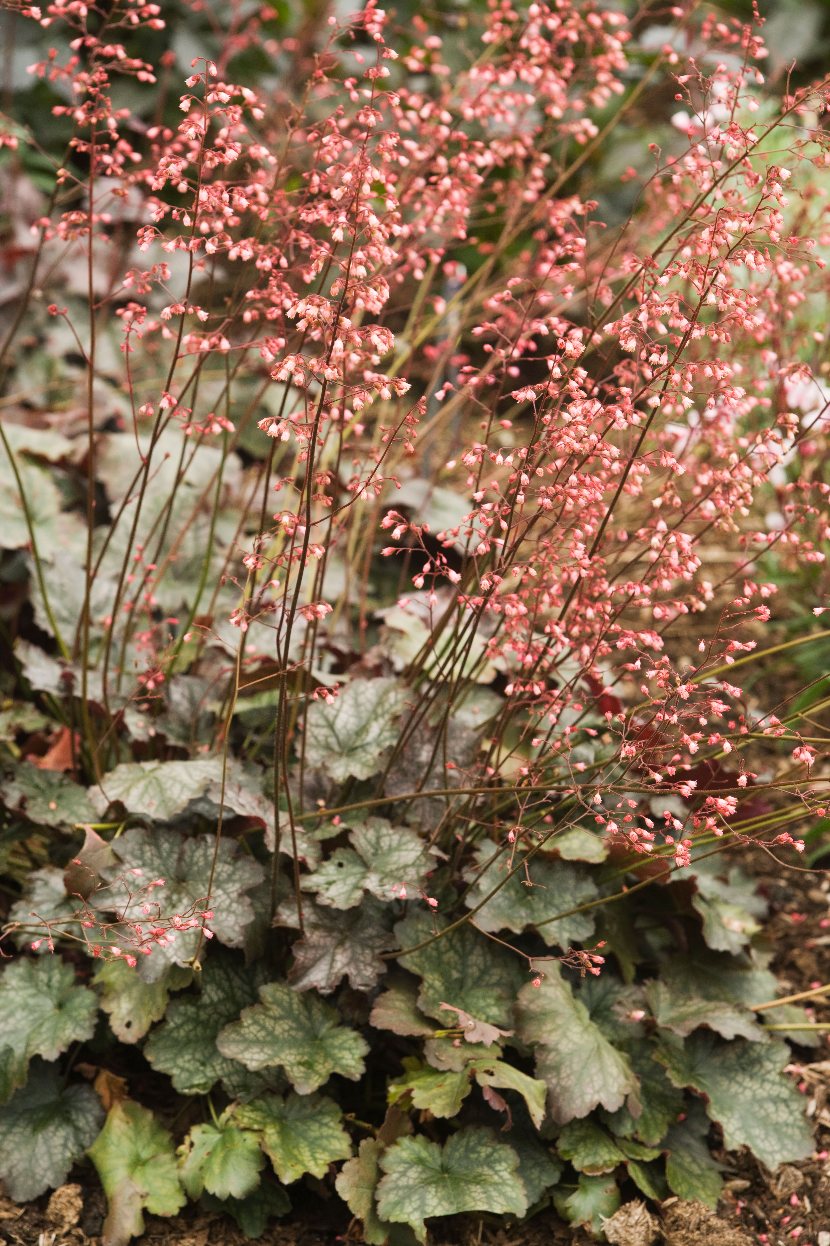 heuchera-heuchera-hybrida