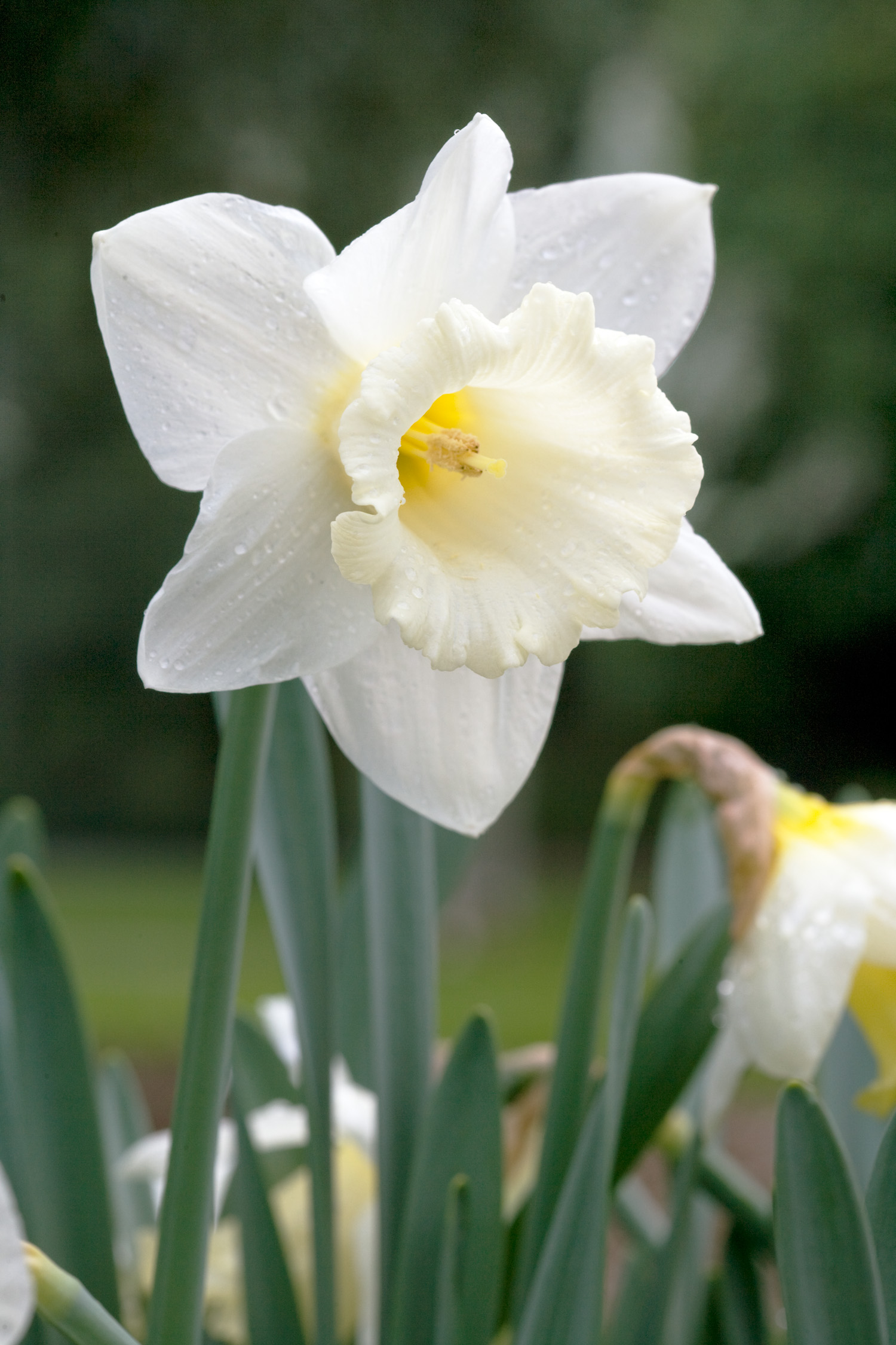 tazetta-daffodils-narcissus