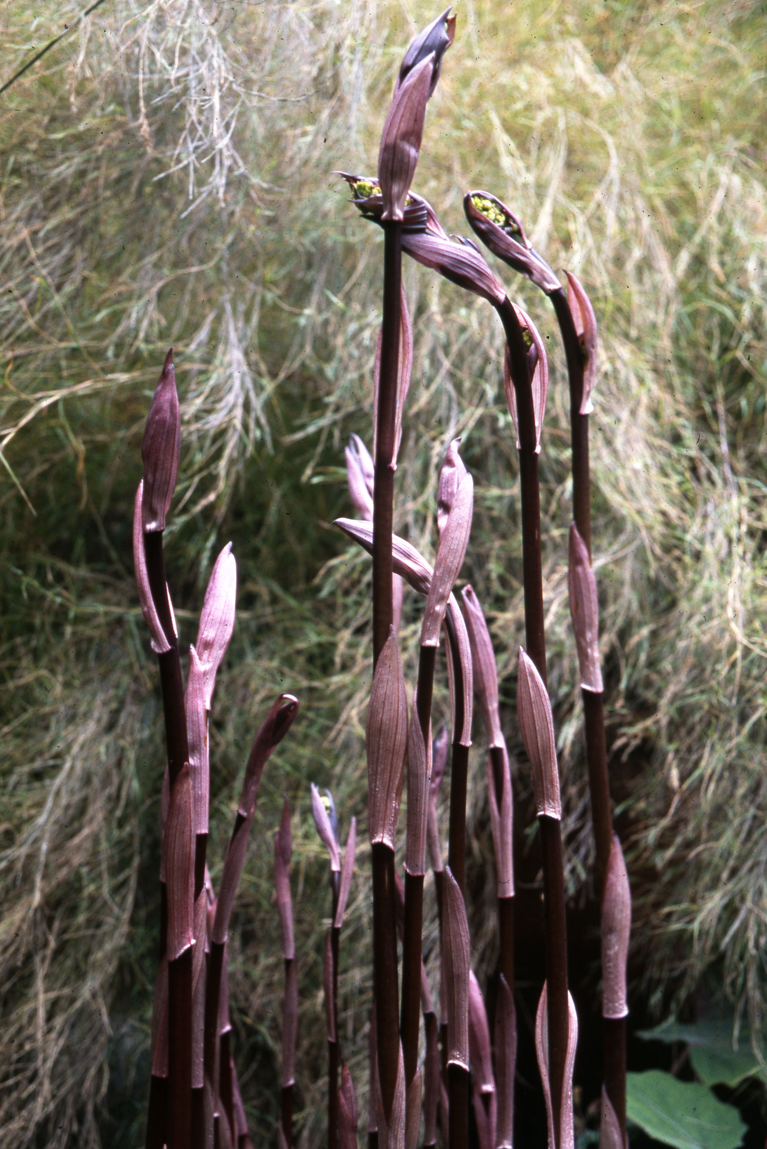 for-the-love-of-plants