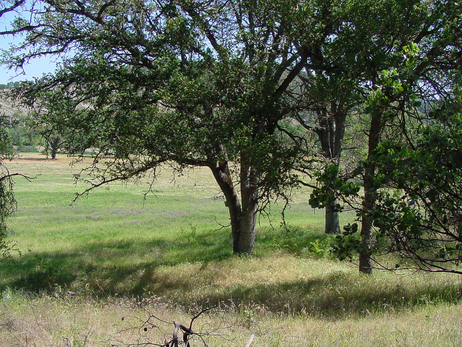 berryessa-snow-mountain-california