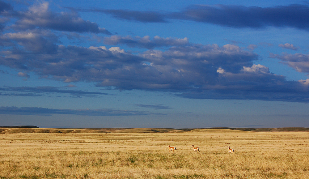 northern-montana-prairies