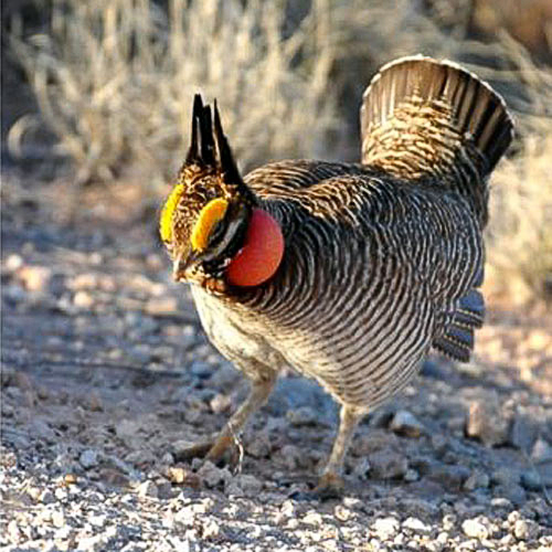 lesser-prairie-chicken-preserve-new-mexico