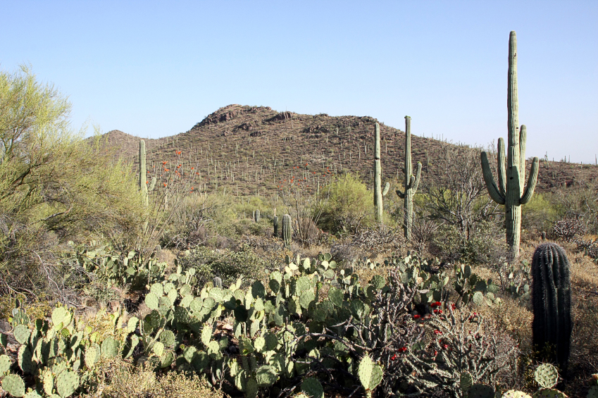 northwest-sonoran-desert-arizona