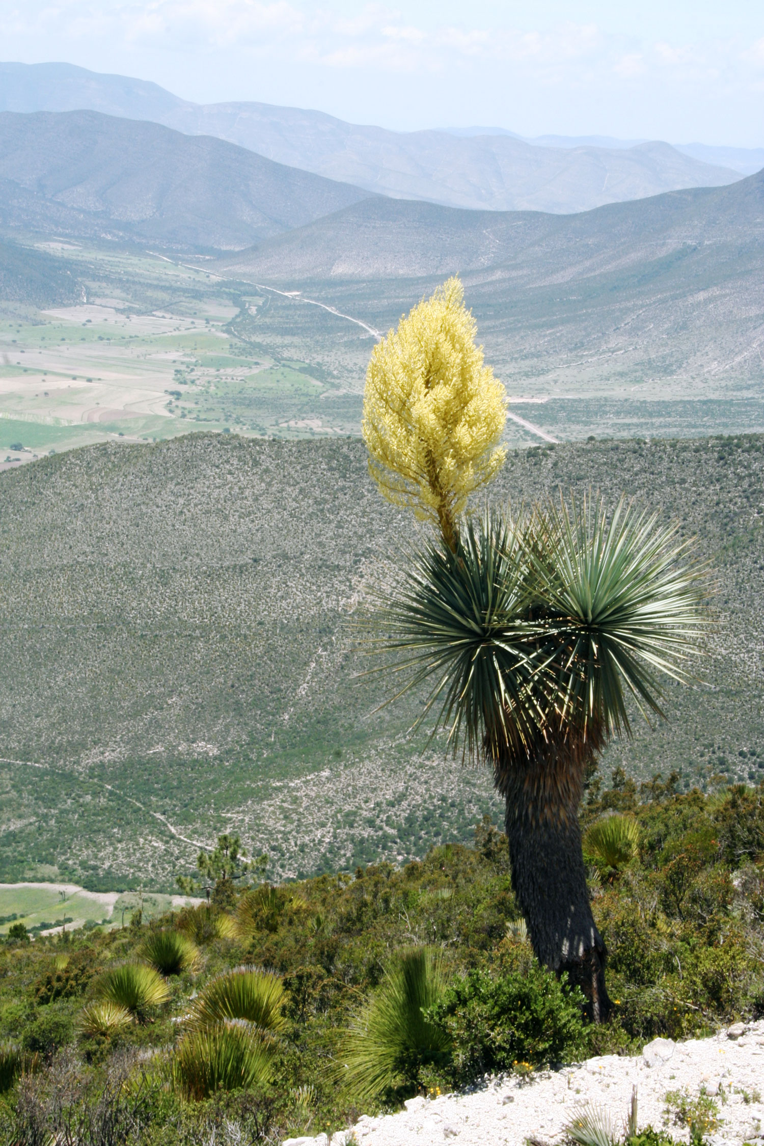 gregs-favorite-finds-nolina-nelsonii