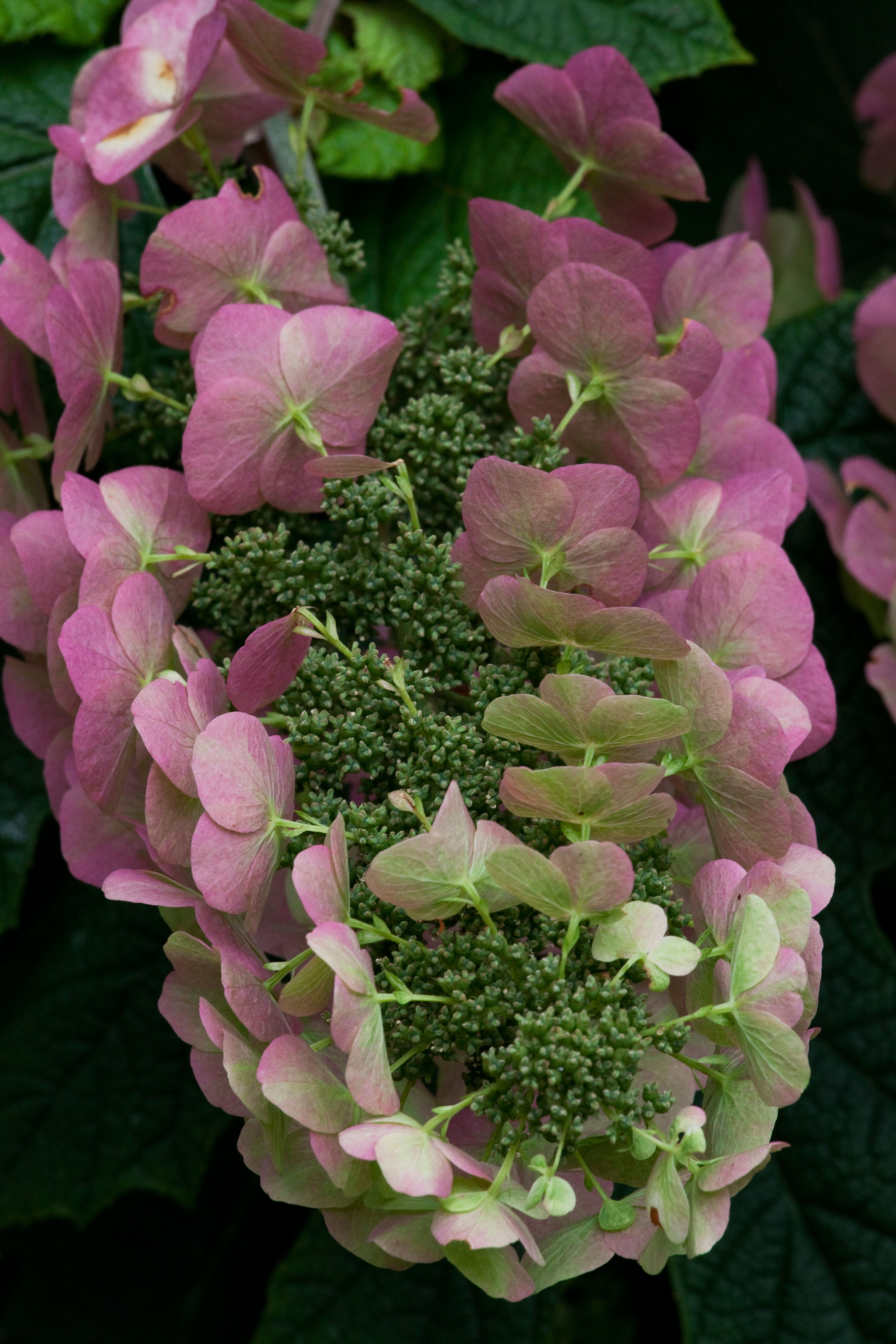 oakleaf-hydrangea-hydrangea-quercifolia
