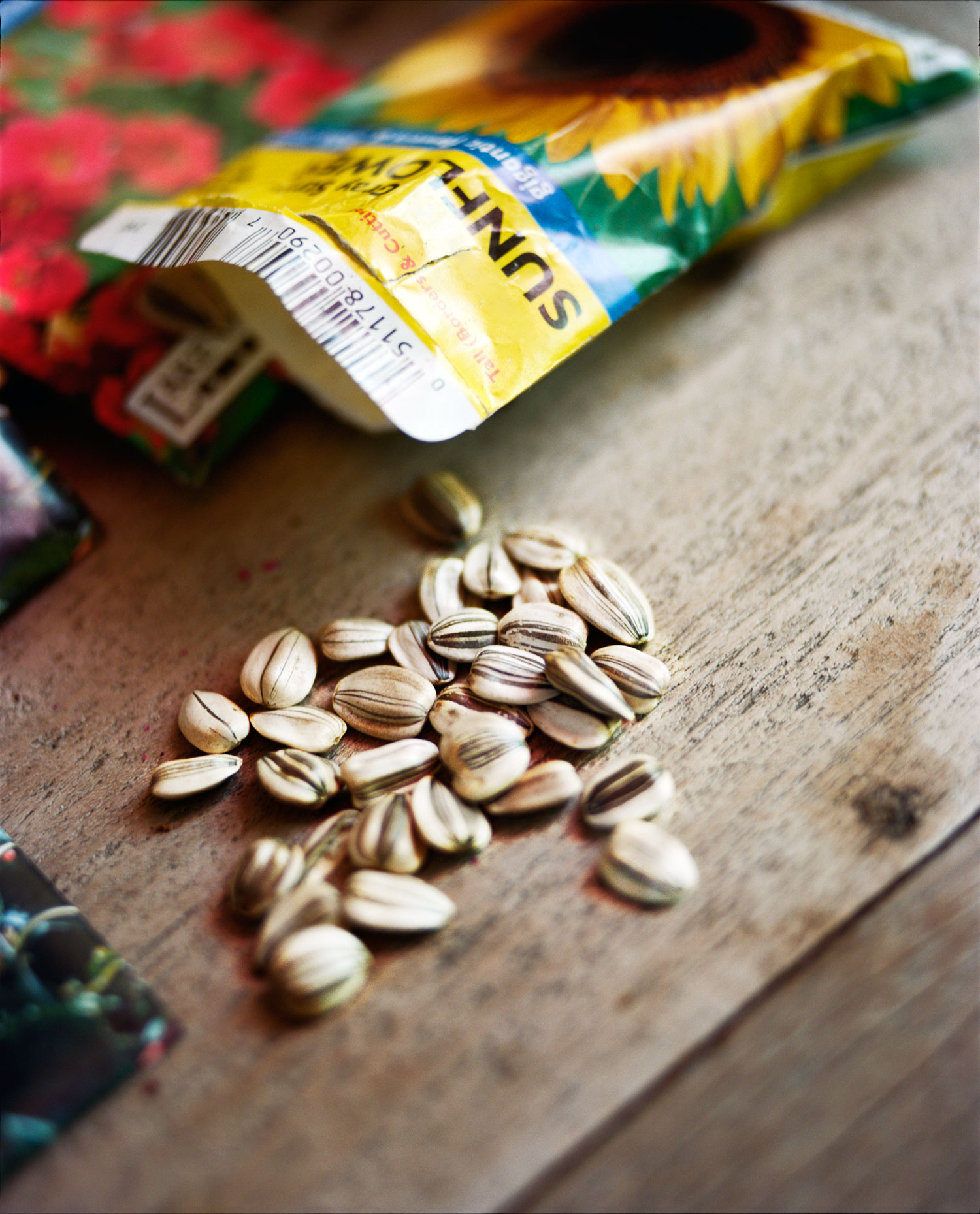 four-secrets-to-kollas-success1-buy-certified-organic-seeds