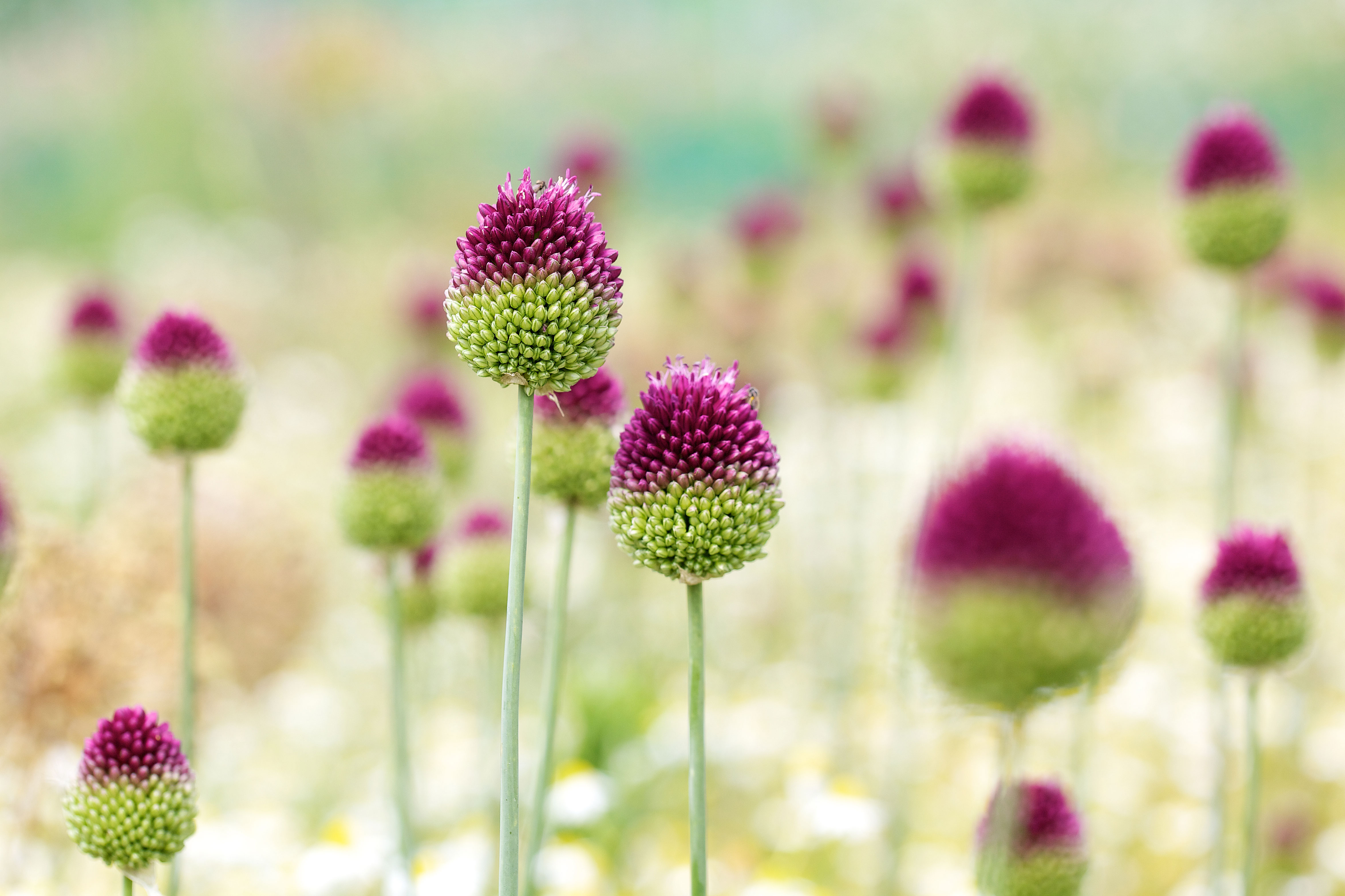 ornamental-allium-allium