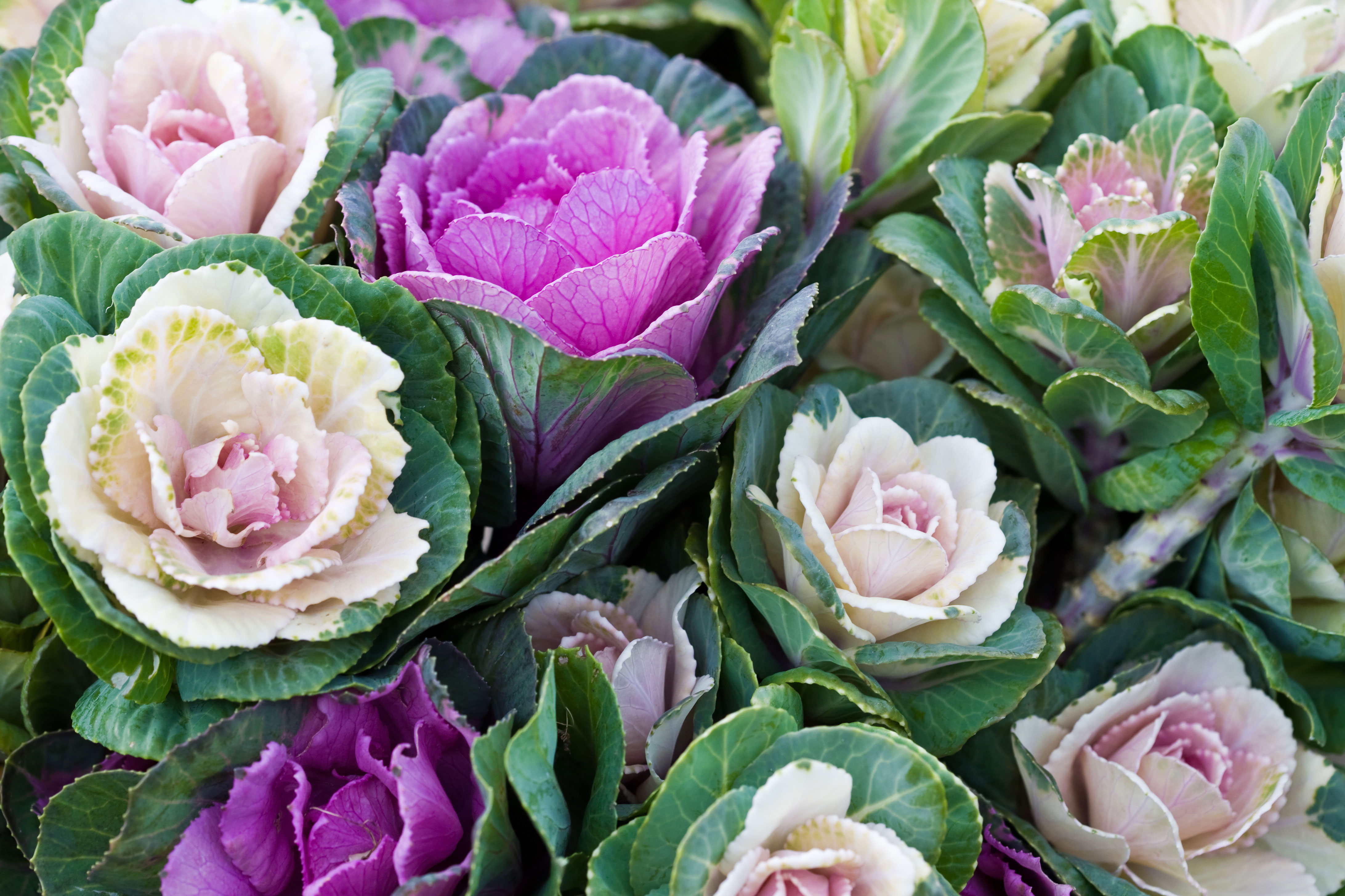 ornamental-kale-brassica-oleracea