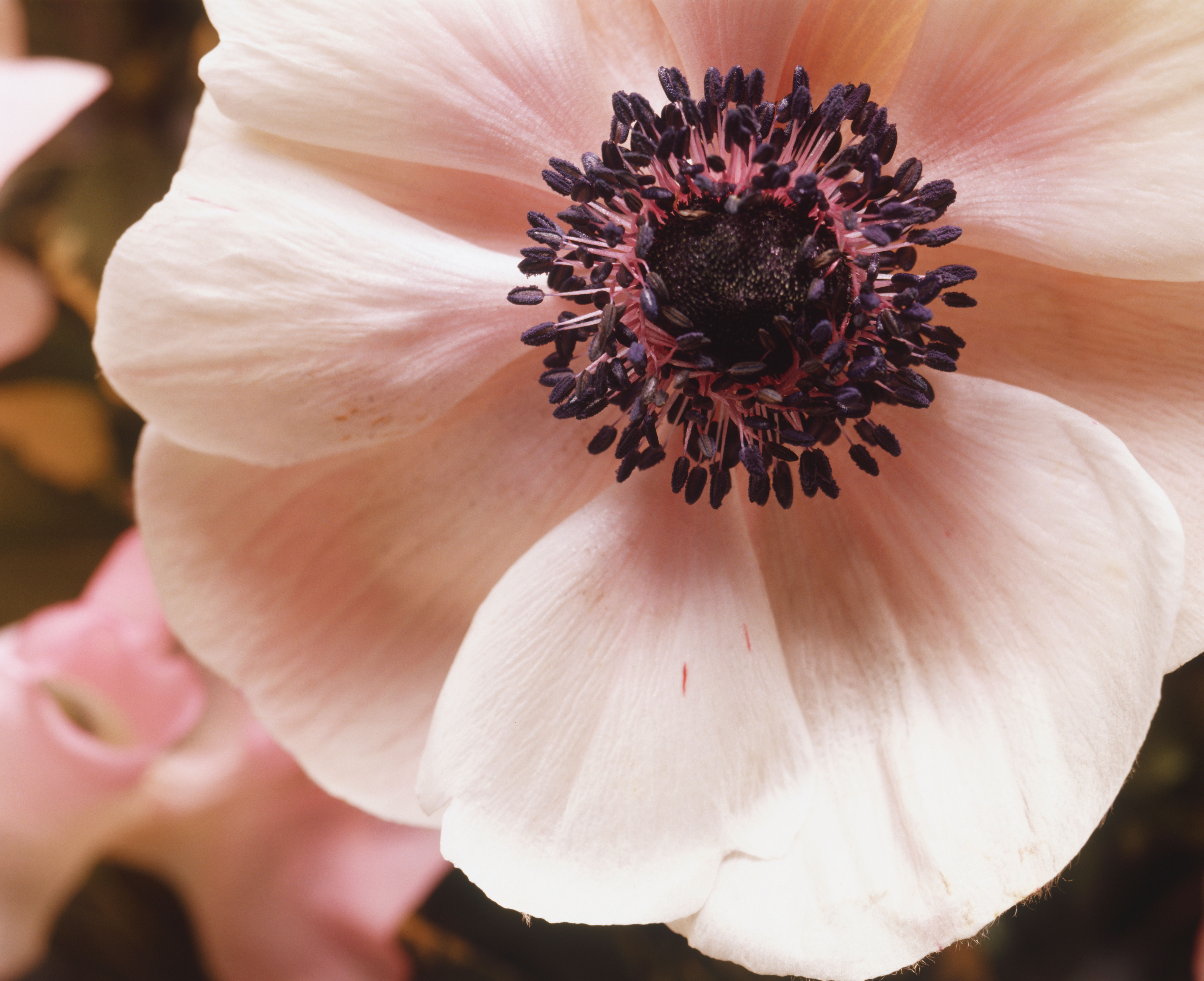 The Best Flowers for Fall Planting If You Want the Biggest Springtime Blooms